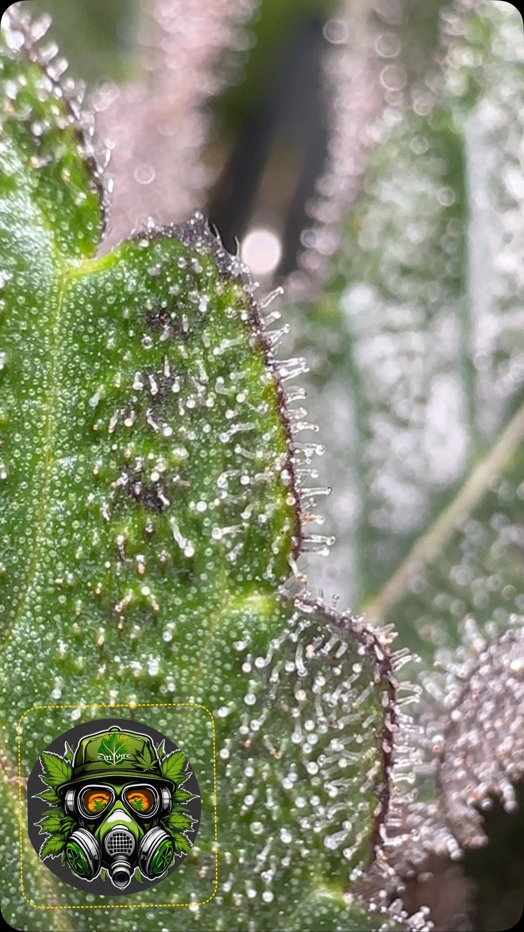 They never cease to amaze me!
#organicgardens @bokashiearthworks #wateronly #indoortrees #nikonman #macrocannabis #noseknows