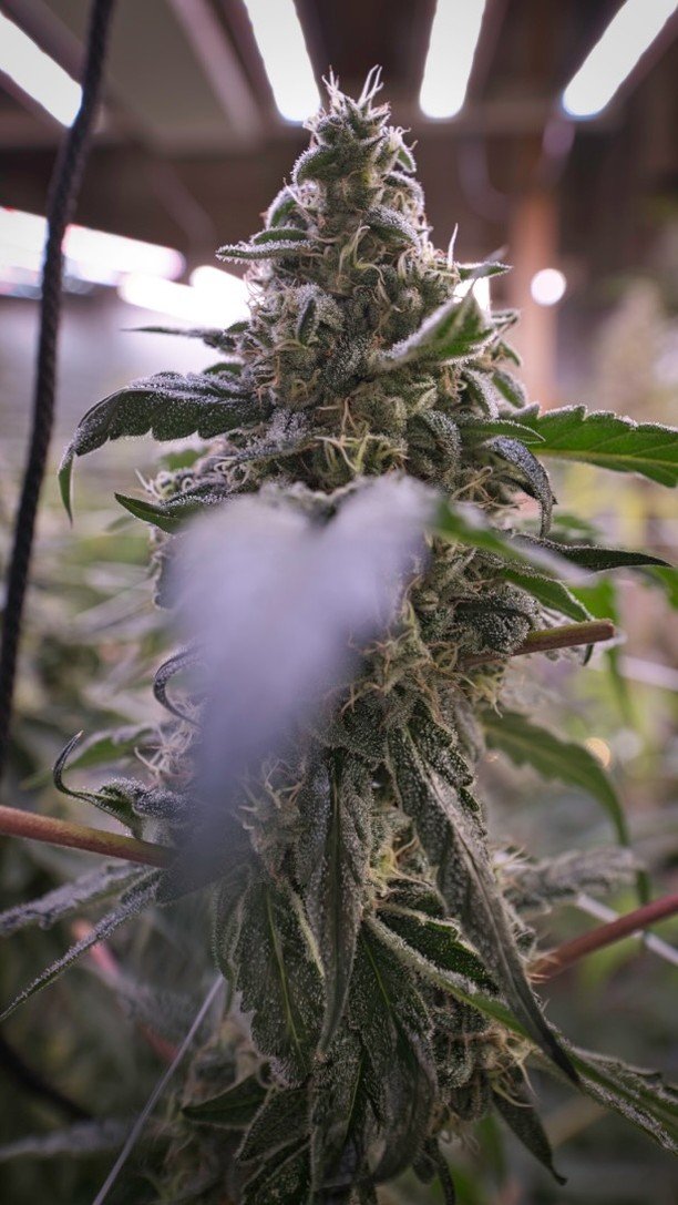 I couldn’t be happier with my gear and the ones that have blessed my garden.
#nikonnugs #nugshots #organicgardens #empyregenetics #thenoseknows