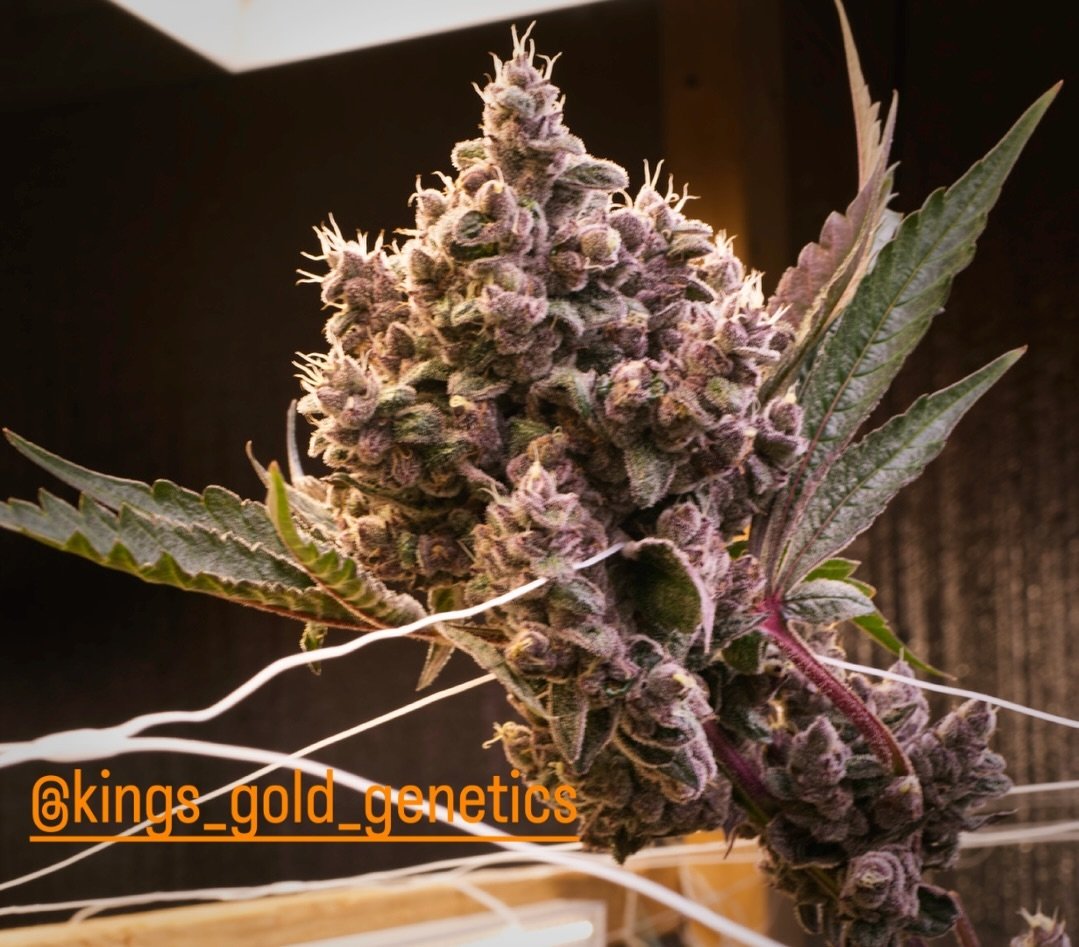 #merrychristmas #happyholidaze is it me, or is the time going by faster and faster www.empyregenetics.com