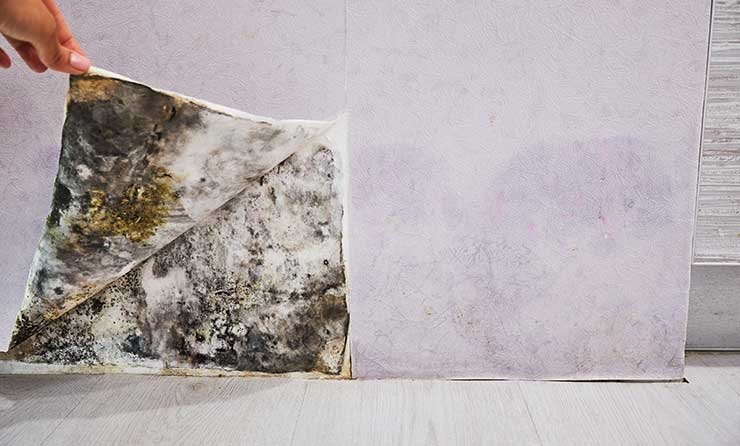 Mold growth underneath layers of paint in home due to water damage.
