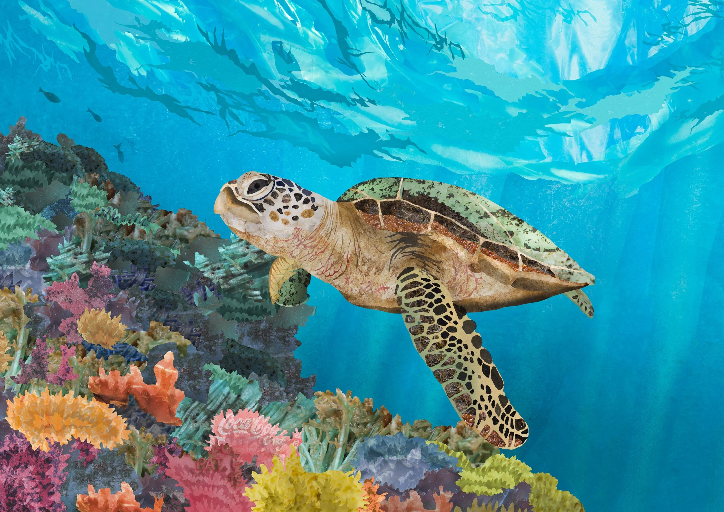 Plastics Turtle .jpg