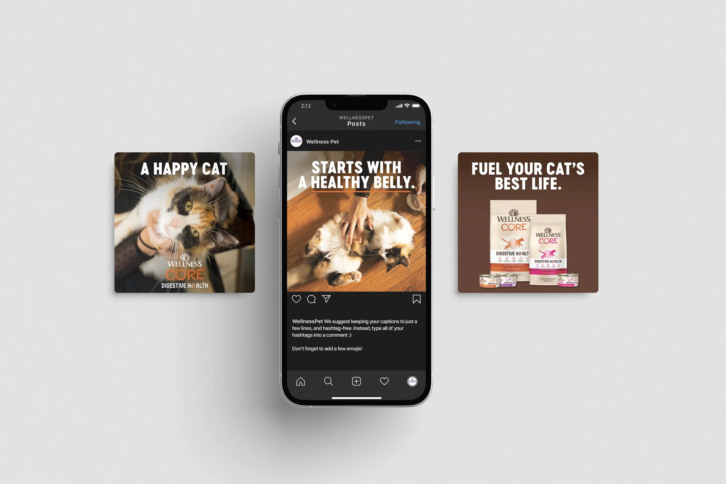 scout-new-orleans-wellness-pet-cat-campaign.jpg