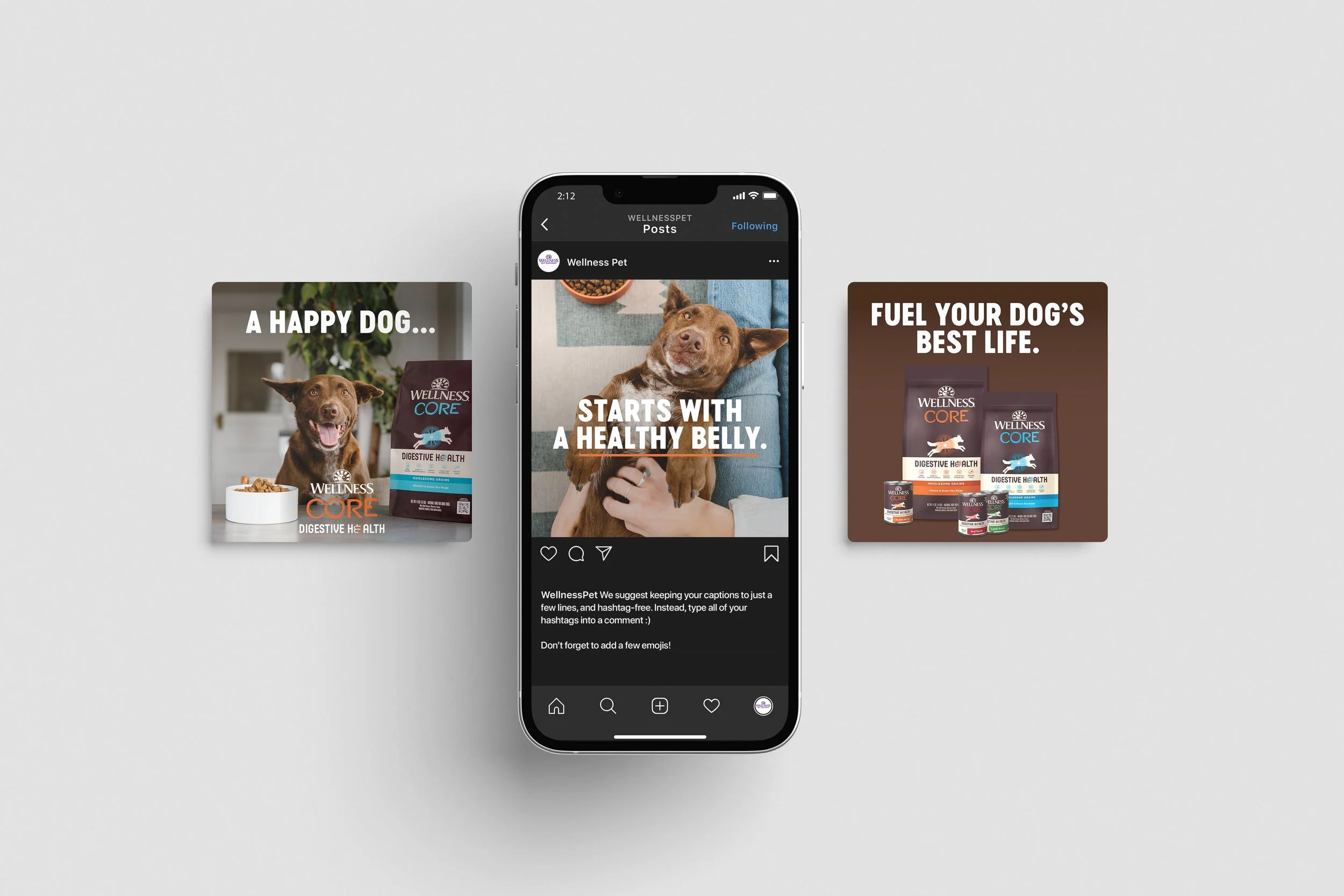 scout-new-orleans-wellness-pet-dog-campaign.jpg