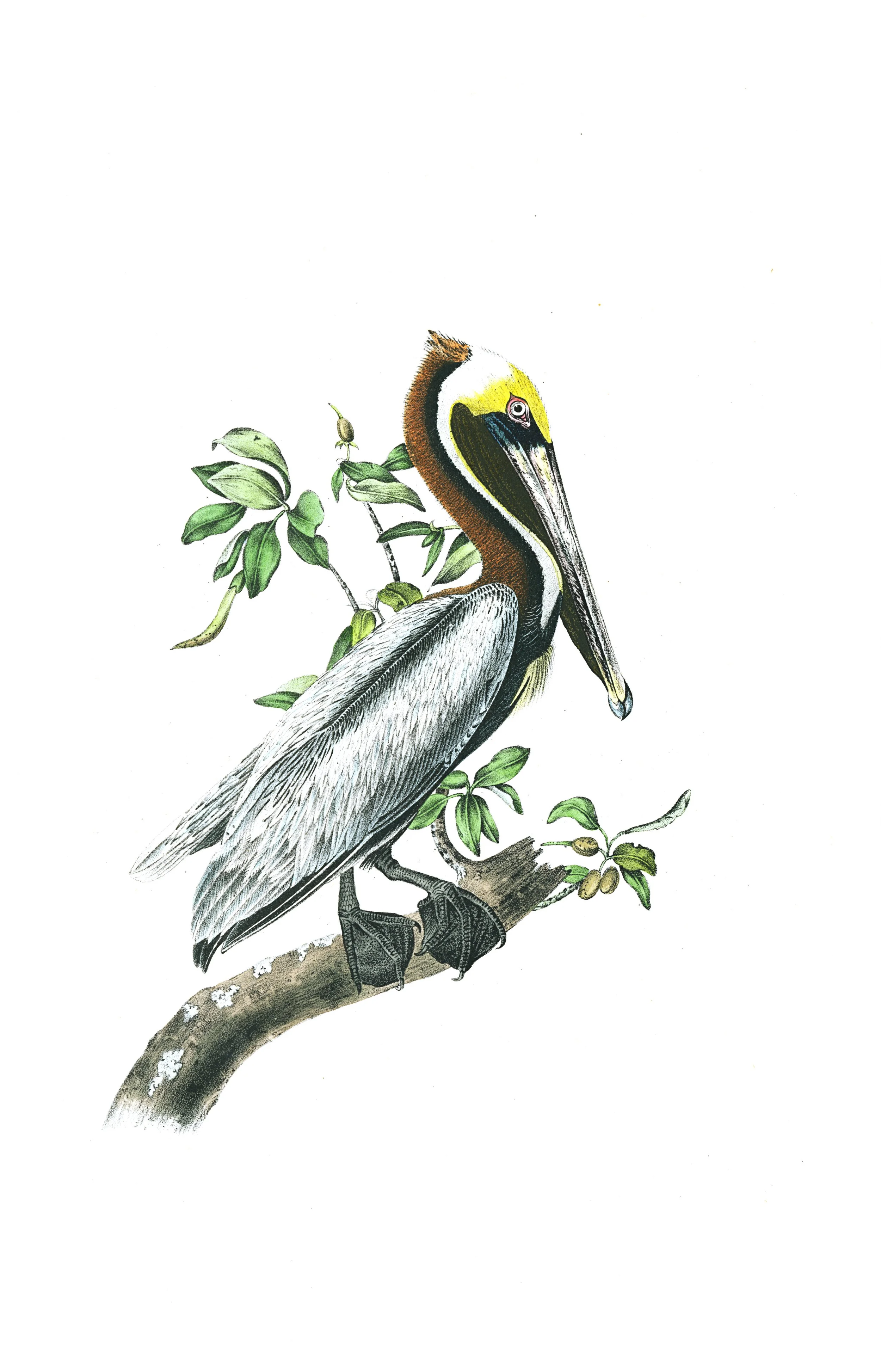 Illustration of a pelican perched on a tree branch with green leaves and small yellow berries.