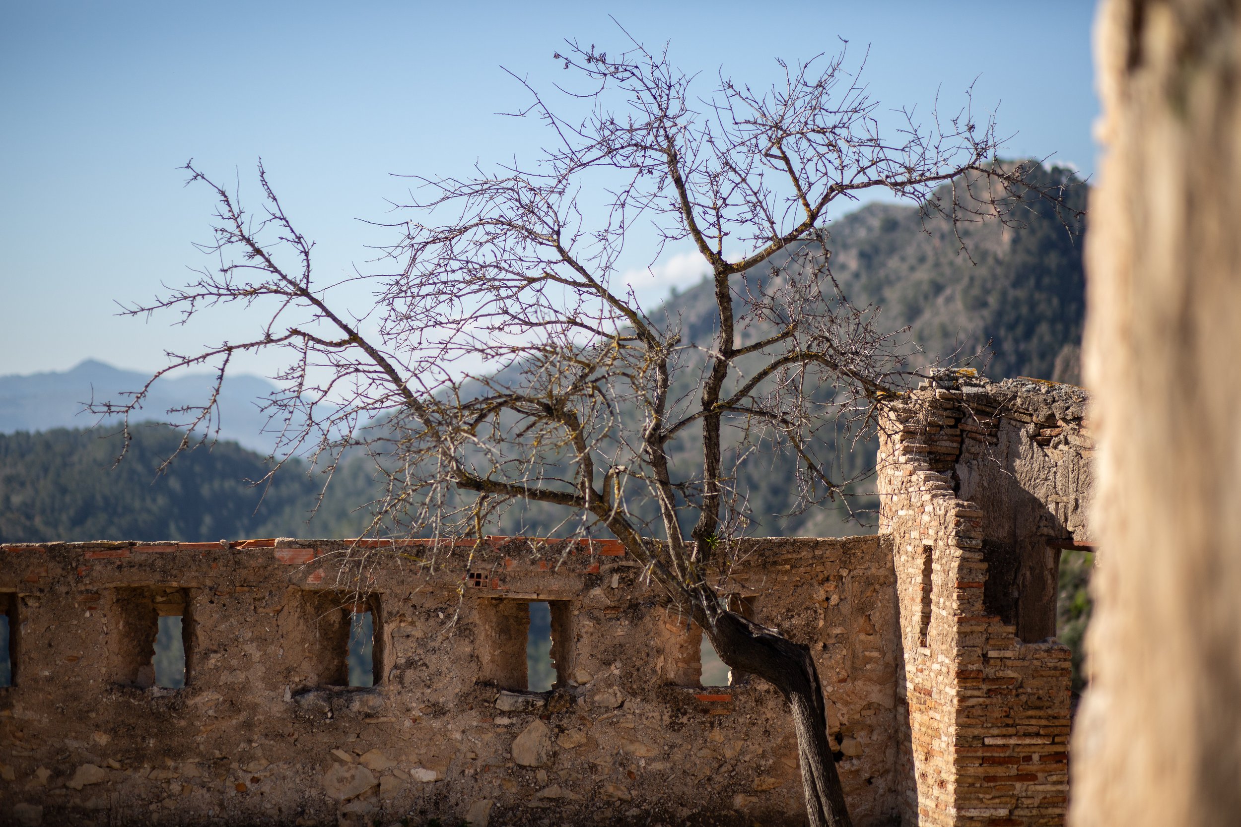 Tree in a castle Xativa.jpg