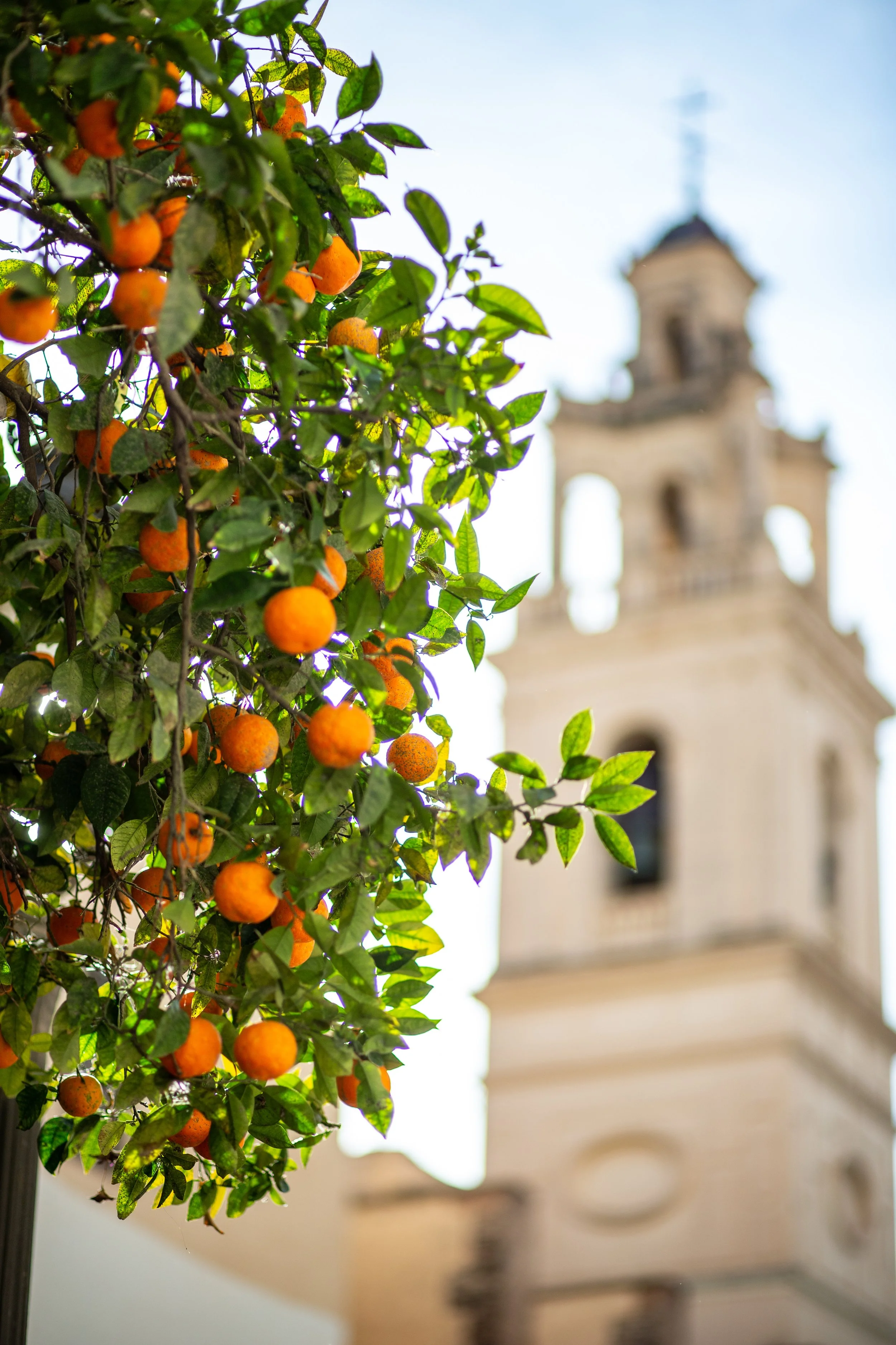 Oranges hang from tree.jpg