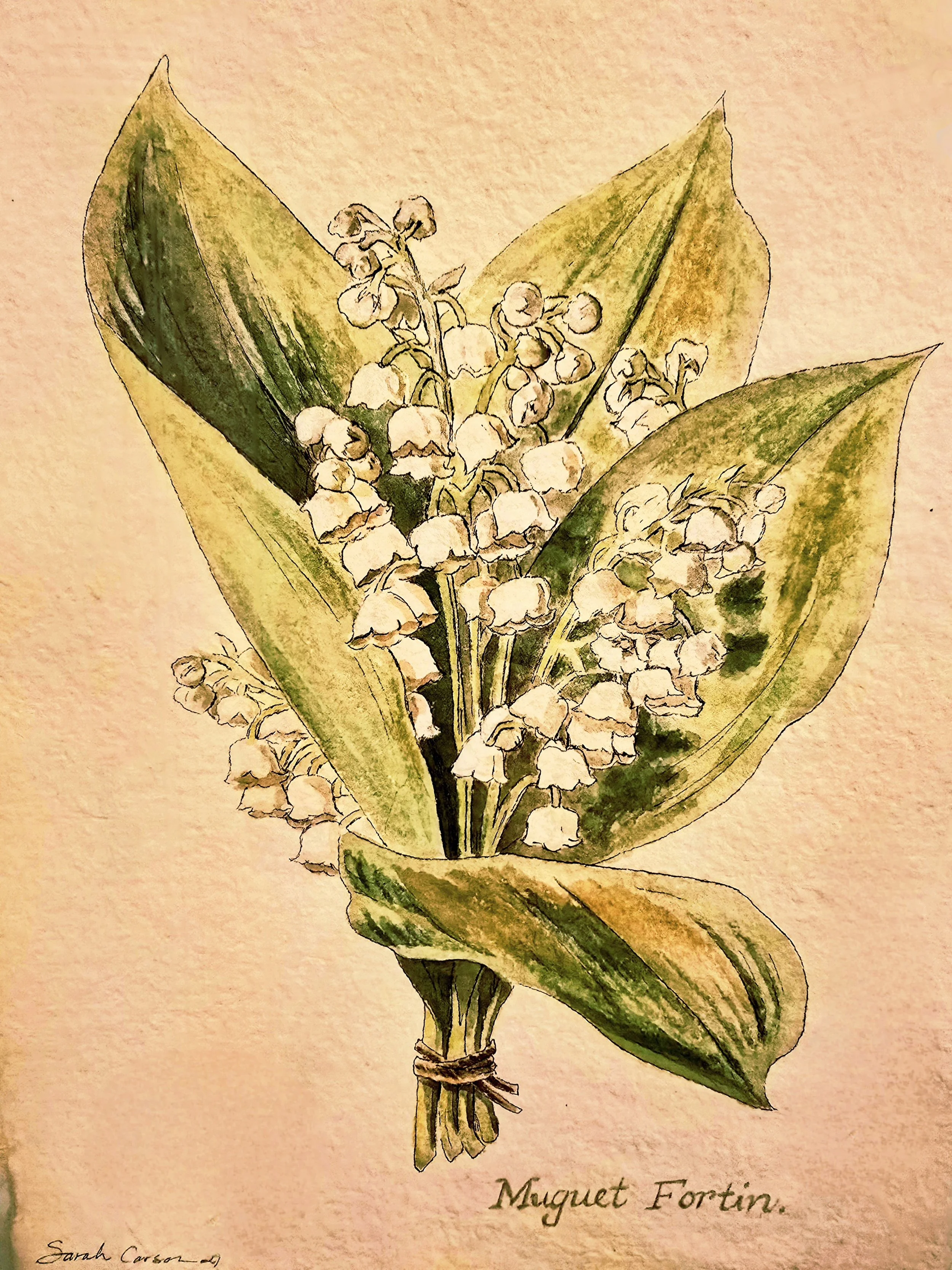 A watercolor illustration of a bunch of lily of the valley flowers with green leaves, tied together with string, signed by Sarah Carson, and labeled 'Muguet Fortin' underneath.