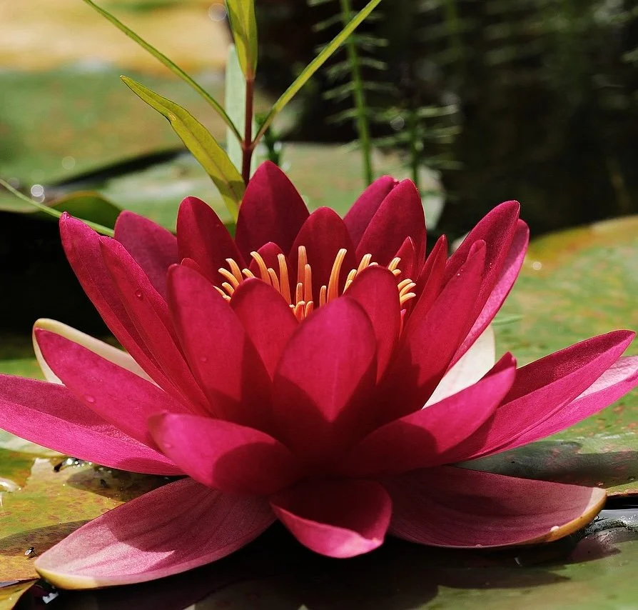 water-lily-3478924_1280.jpg