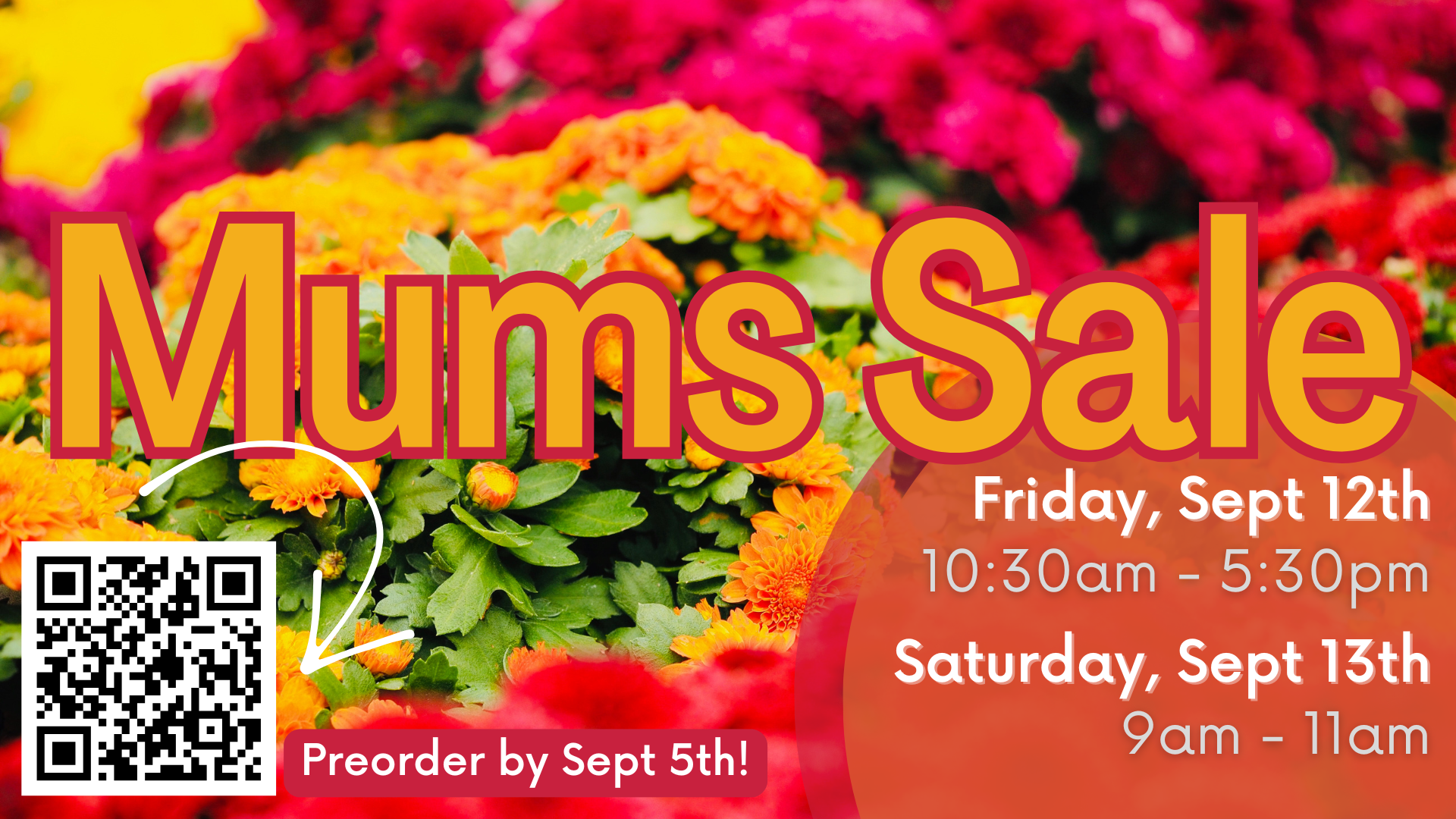 9th Annual Mums Sale to support the 8th Grade Class Trip