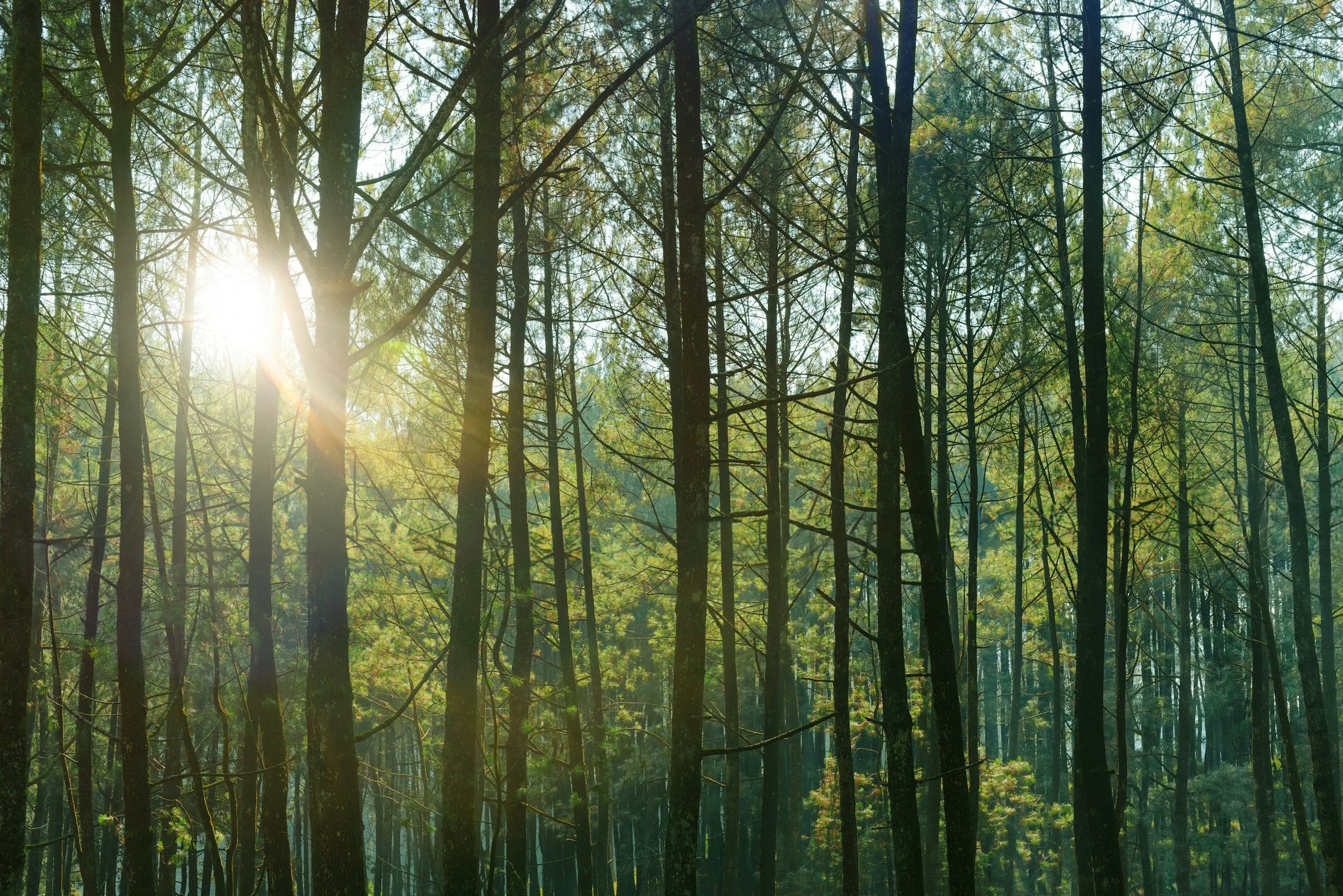 Forest Bathing Stirling - June