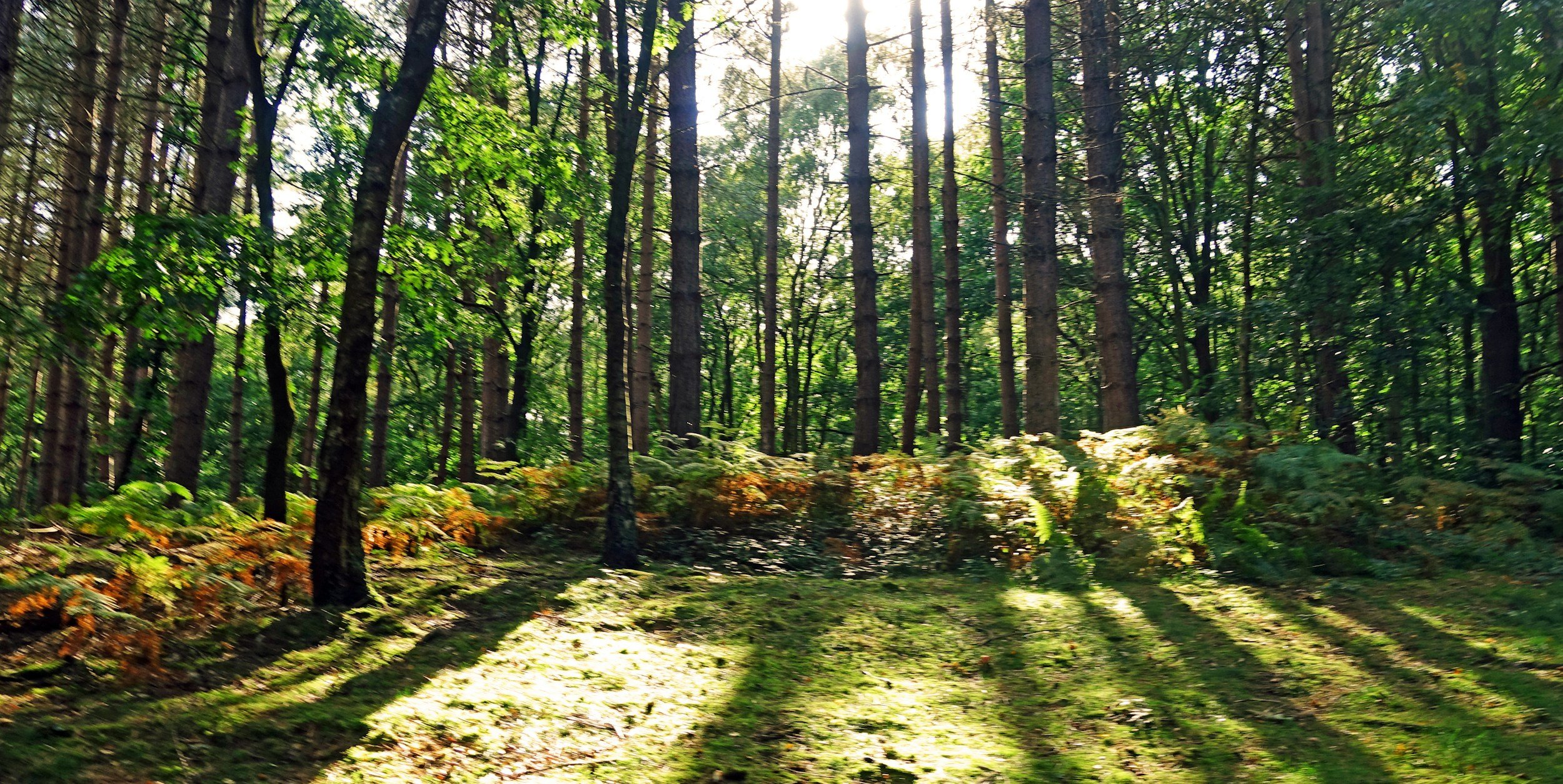 Forest Bathing Stirling - September