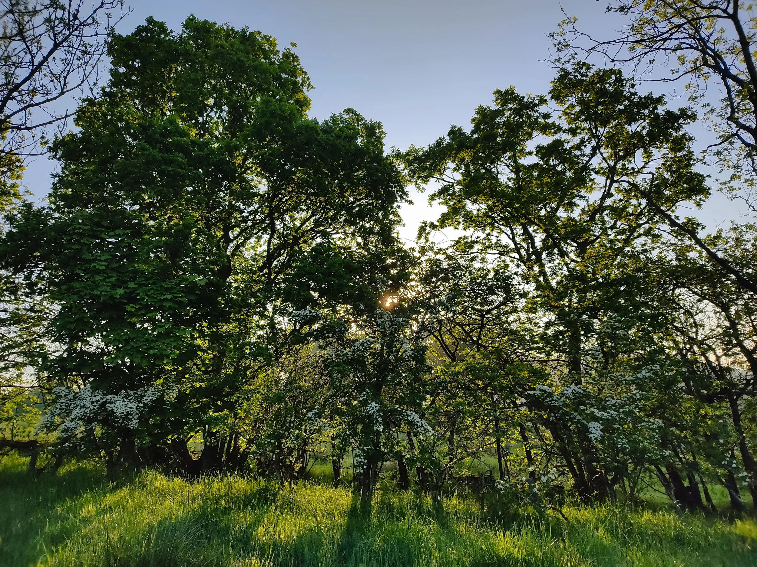 Forest Bathing Stirling - March