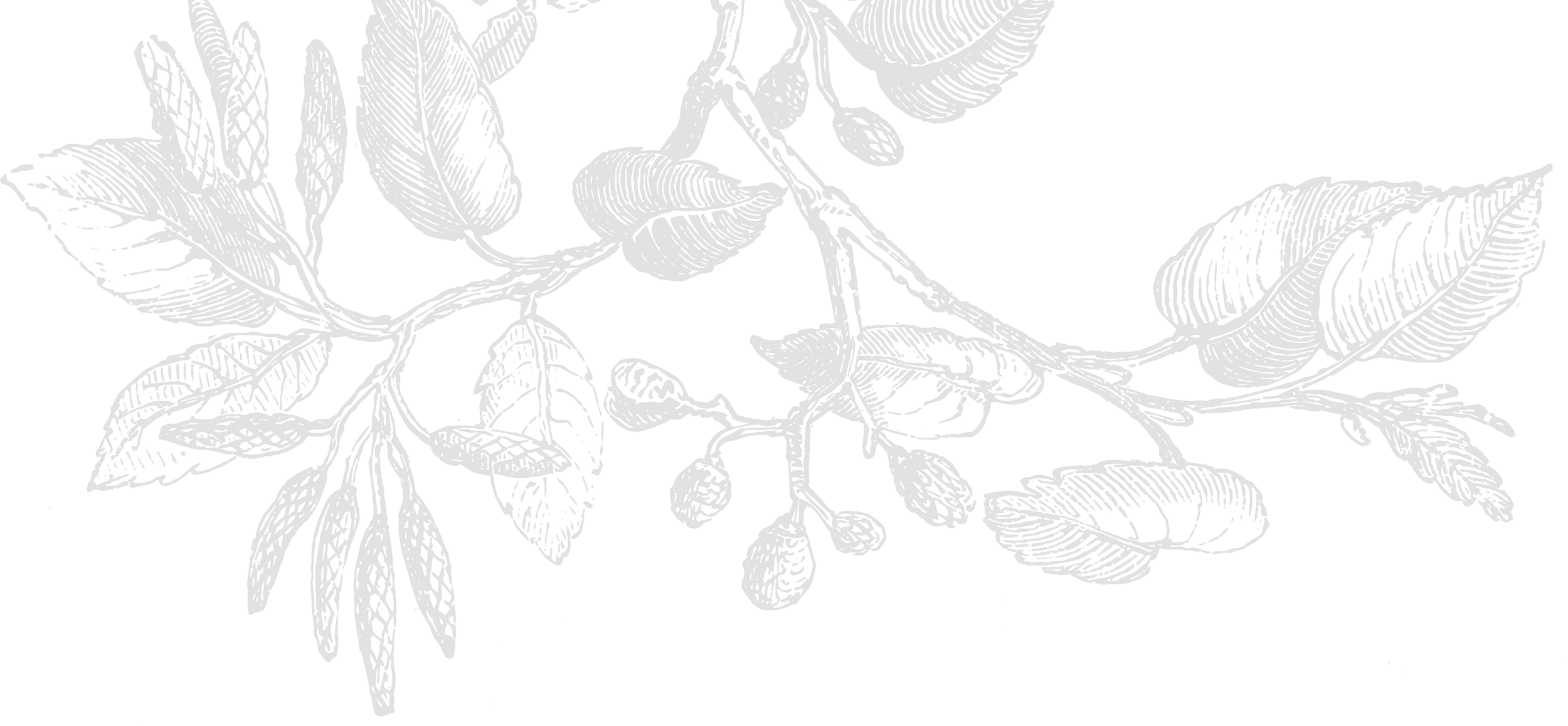 Black background with a brown botanical illustration of leaves, branches, and small buds.