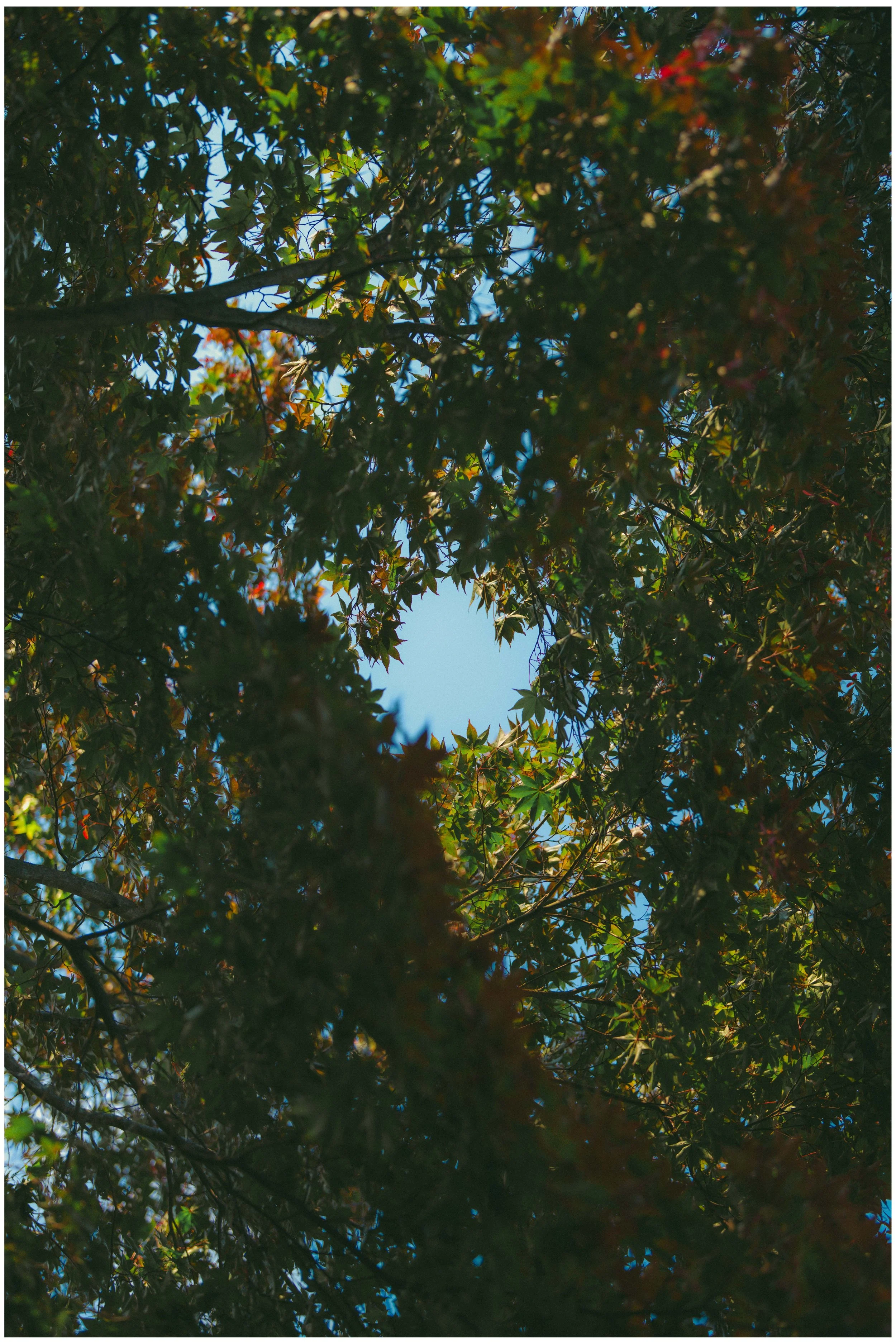 DSC01436 - WA Lucid Dream small frame.jpg