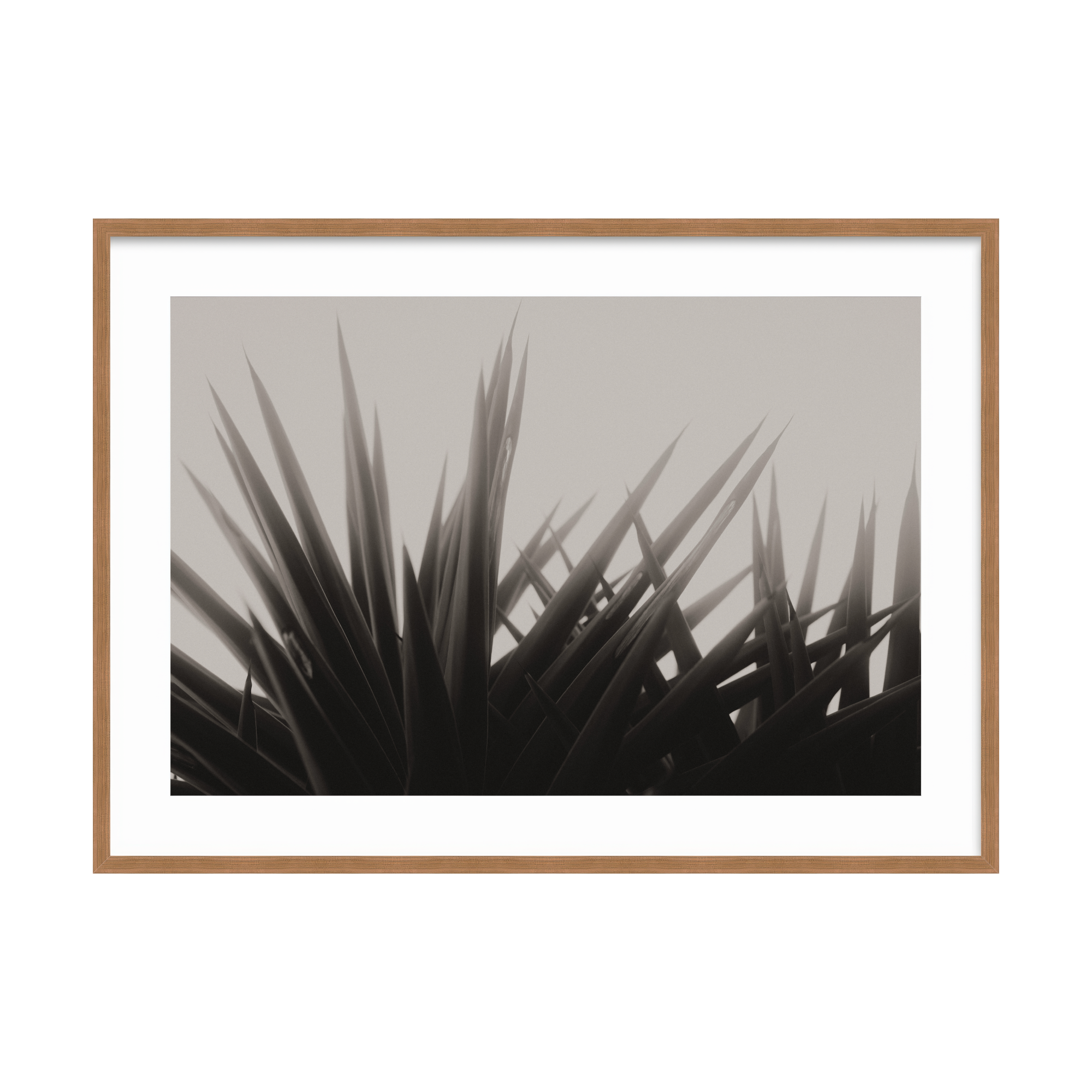 DSC03161 - 2000x2000px - BW.png