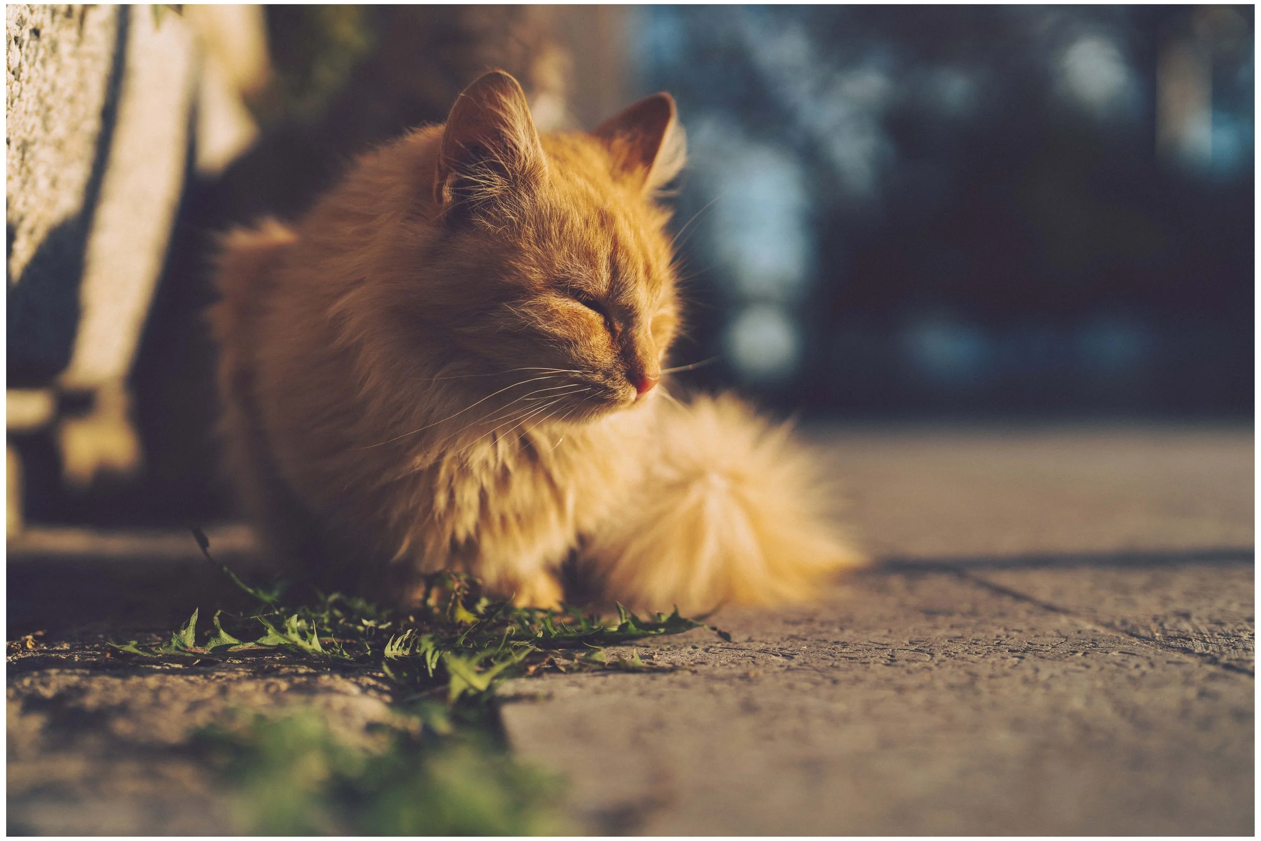 DSC05972 small frame.jpg