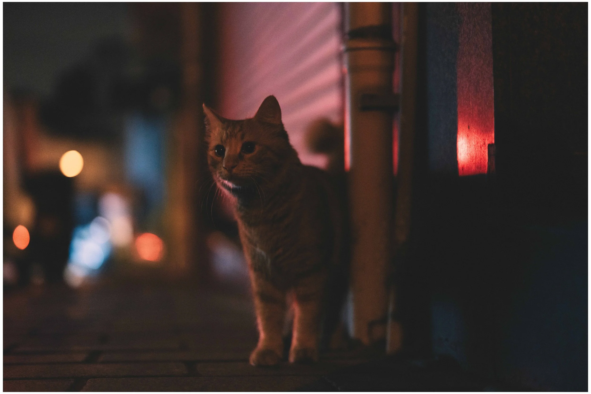 DSC05729 small frame.jpg