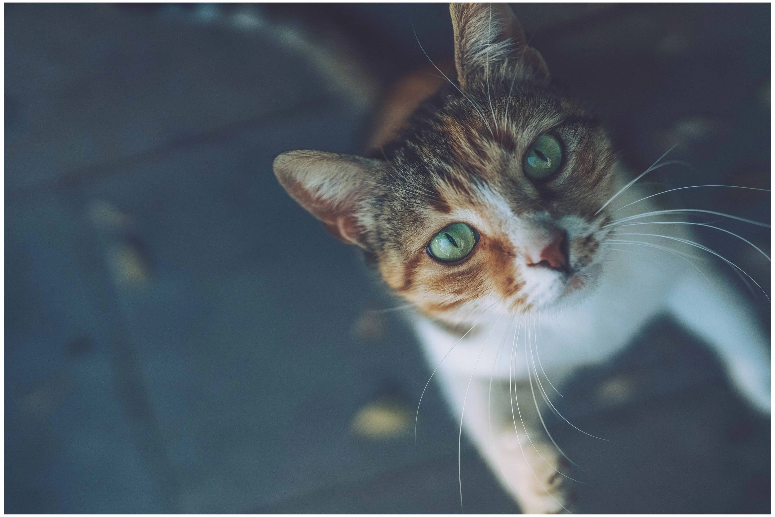 DSC05620 small frame.jpg