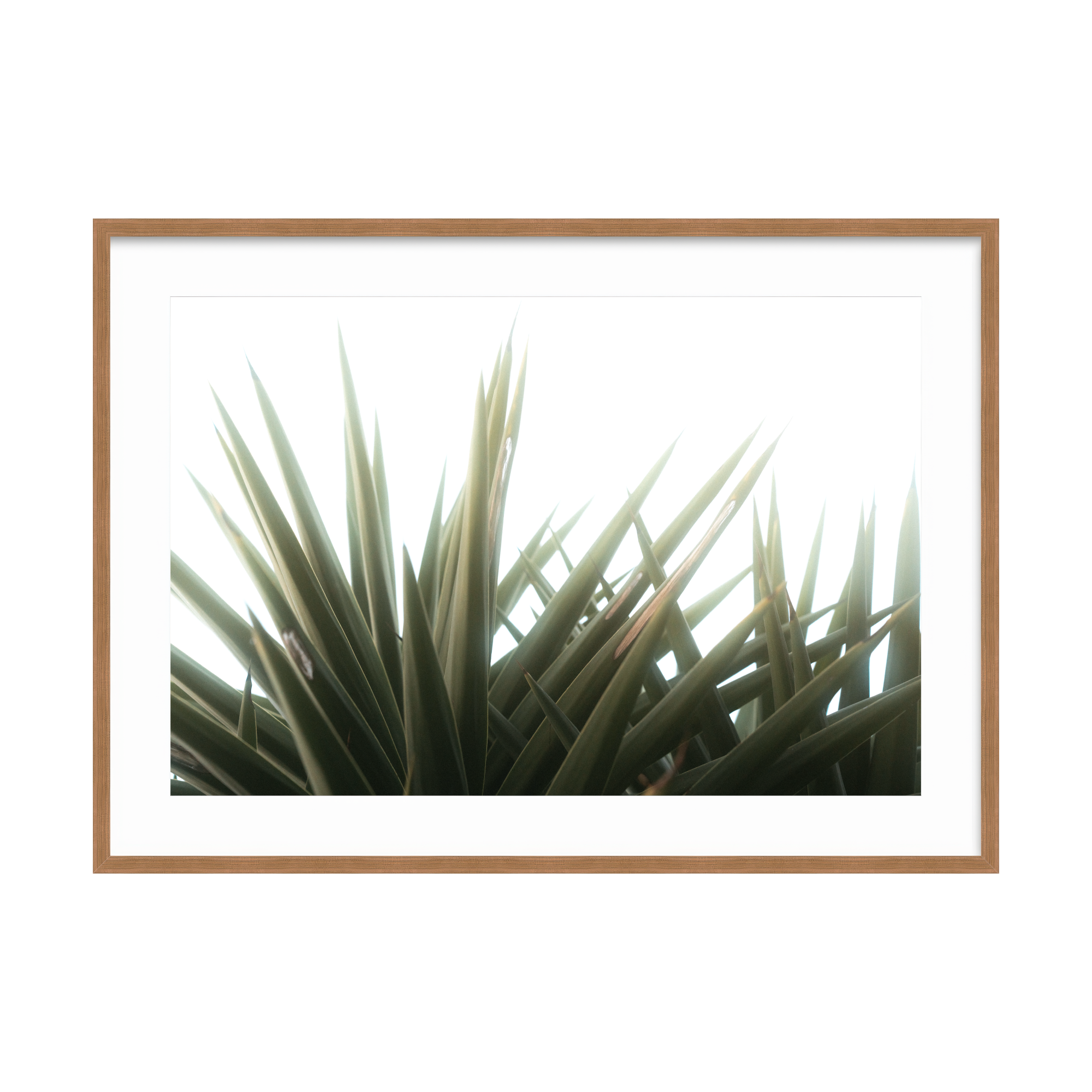 DSC03161 - 2000x2000px - Color.png