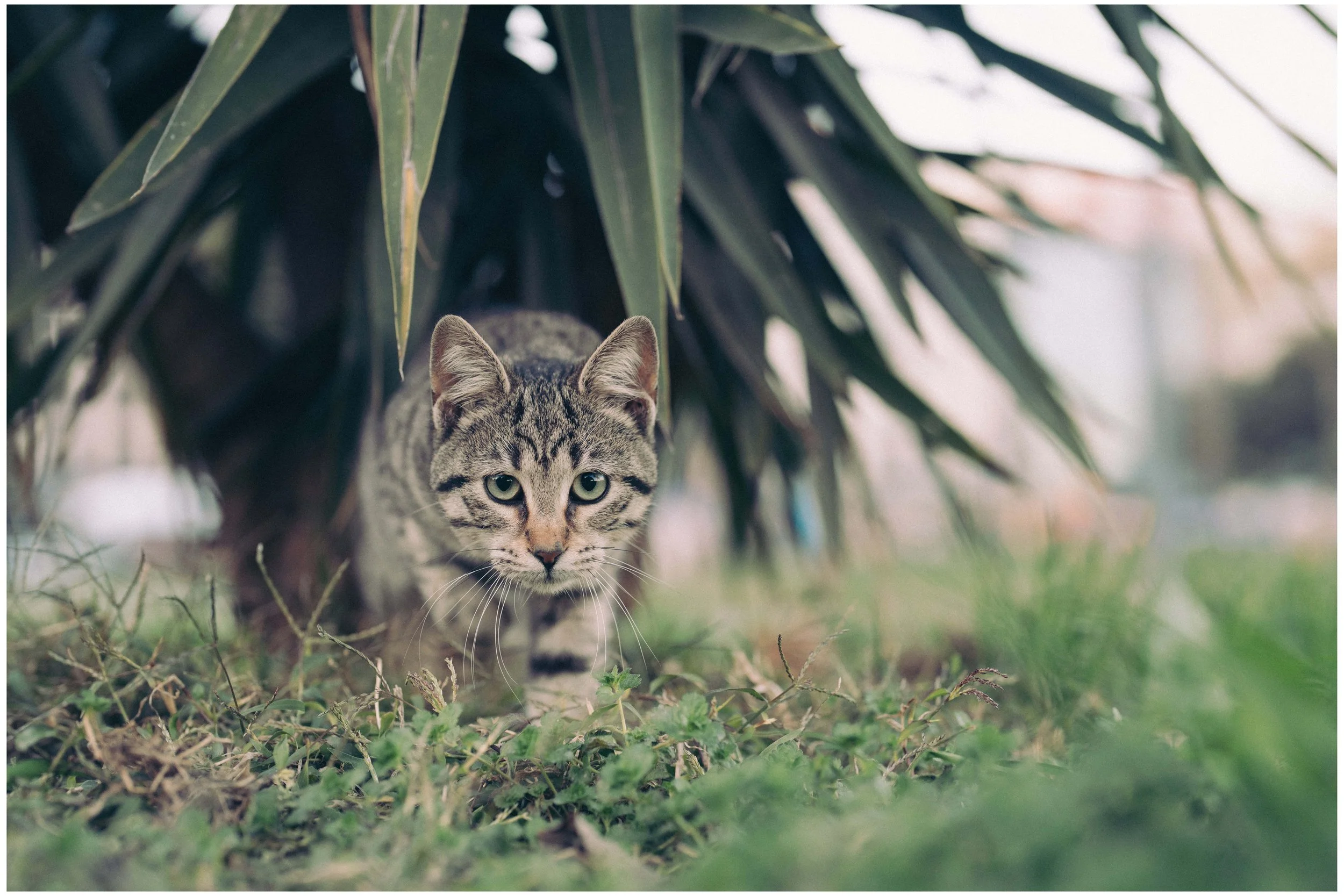 DSC06099 small frame.jpg