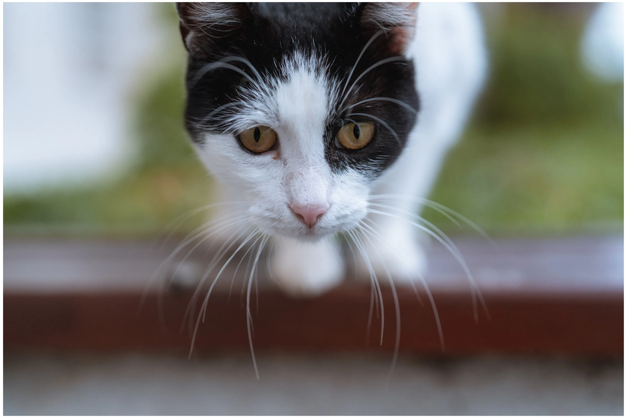 DSC05261 small frame.jpg