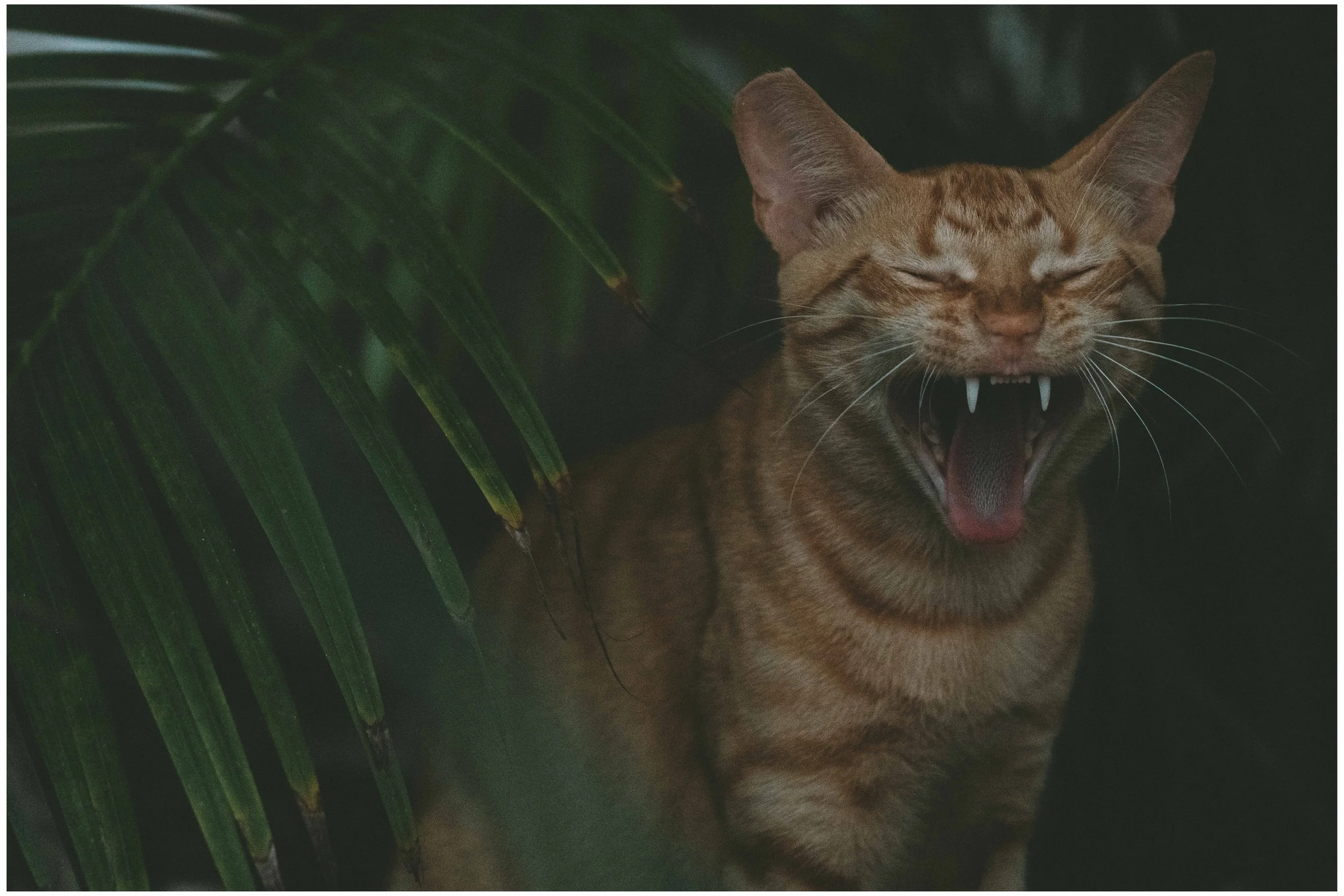 DSC07560 - 69 Dreamin Vol1 small frame.jpg