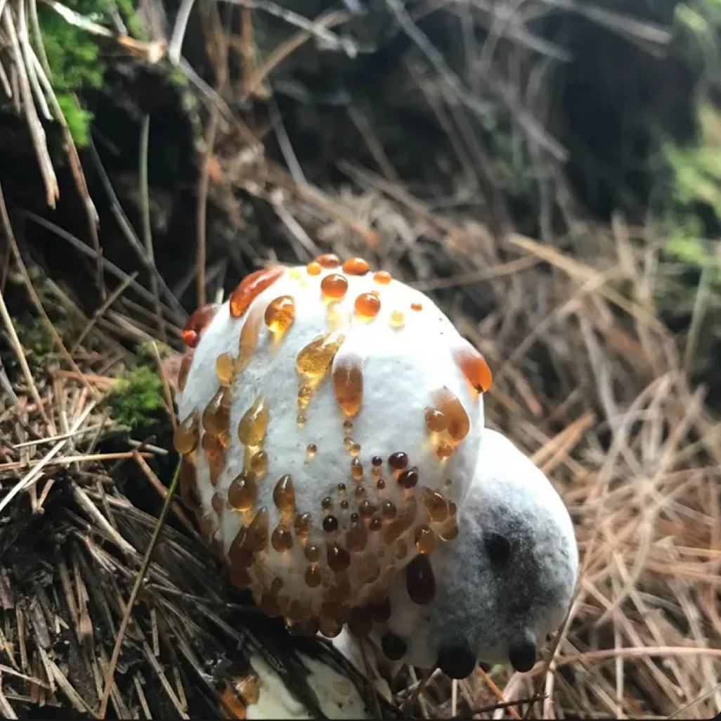 Songs of Praise - Uncle Doug (2022)
Producer