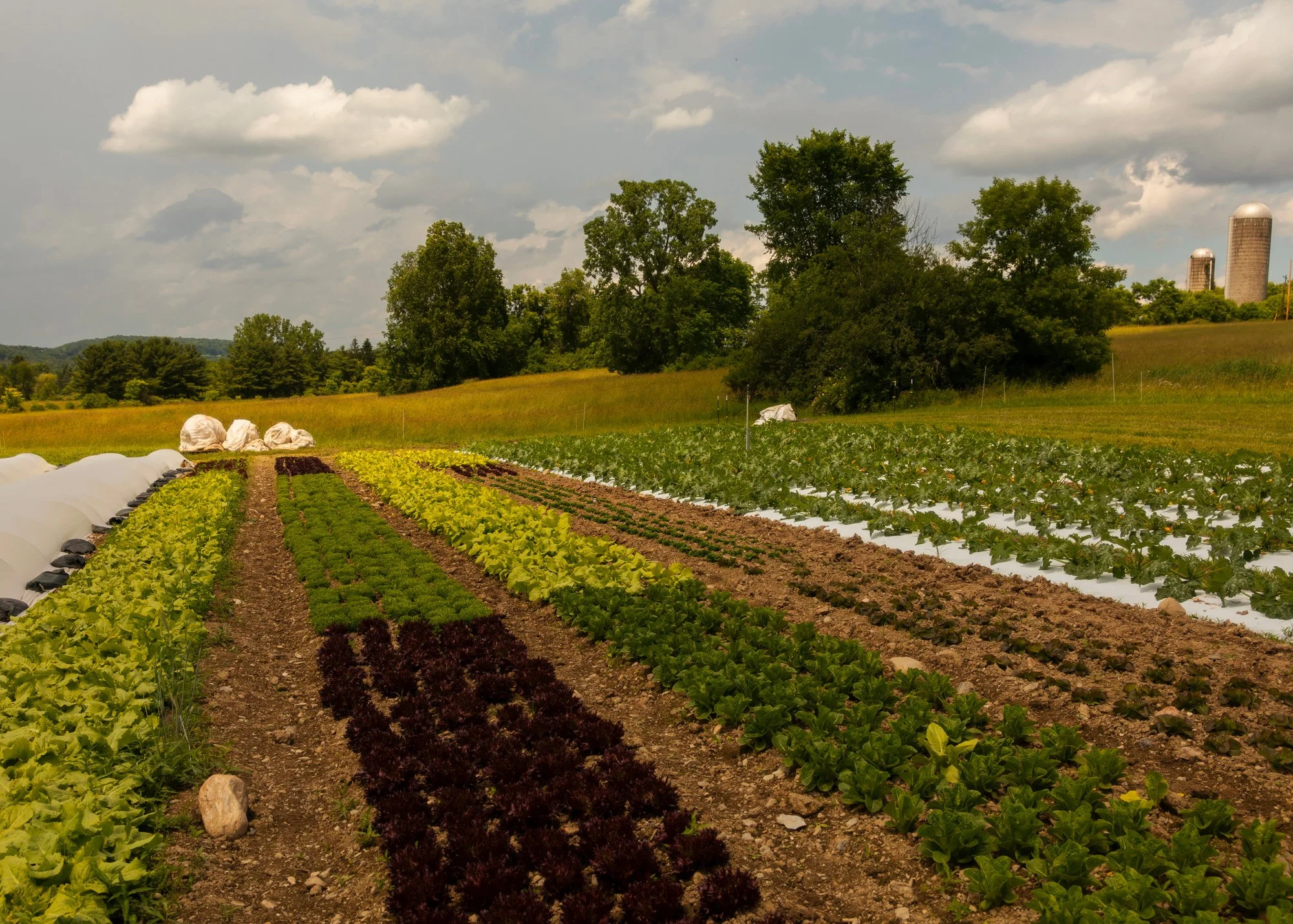 LMandel_EMP_MagicFarm_102.jpg