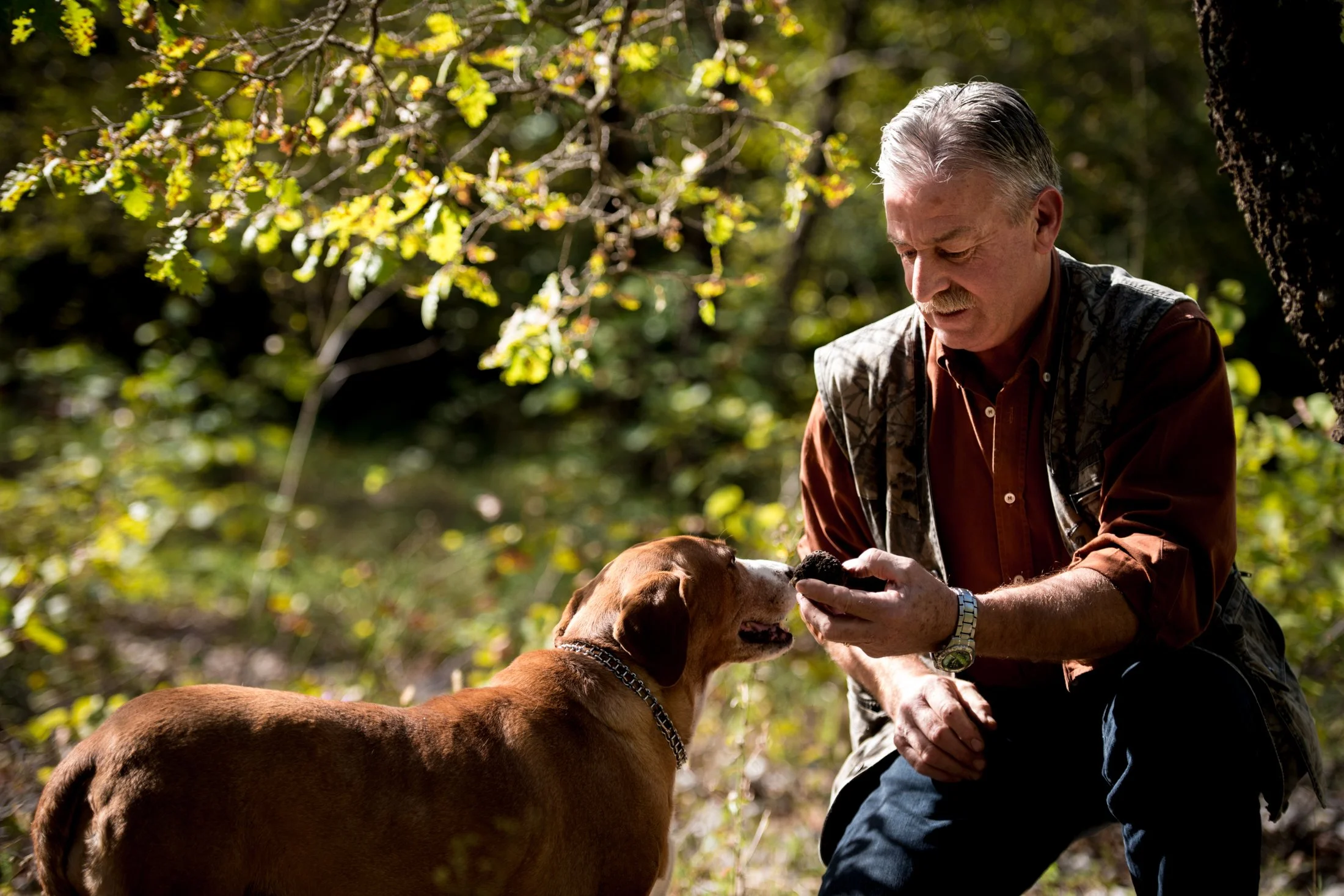 Truffle Hunt