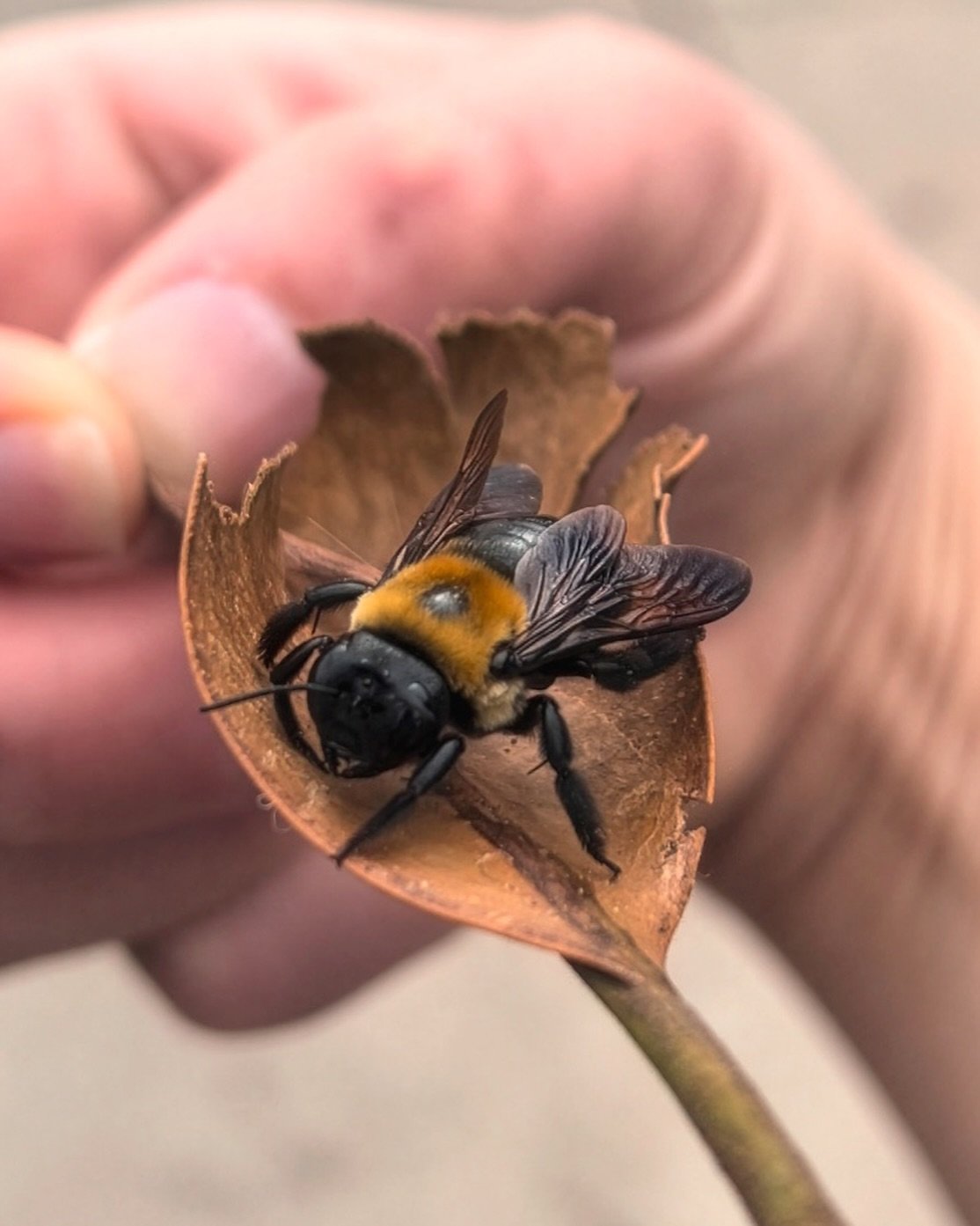 #SaveTheBees 🐝 Queen bumble bees emerge this time of year from their winter hibernation dens. If you see one on a sidewalk, try to move it to safety on a leaf, piece of paper, or something similar. Queens are groggy when they emerge (relatable), and