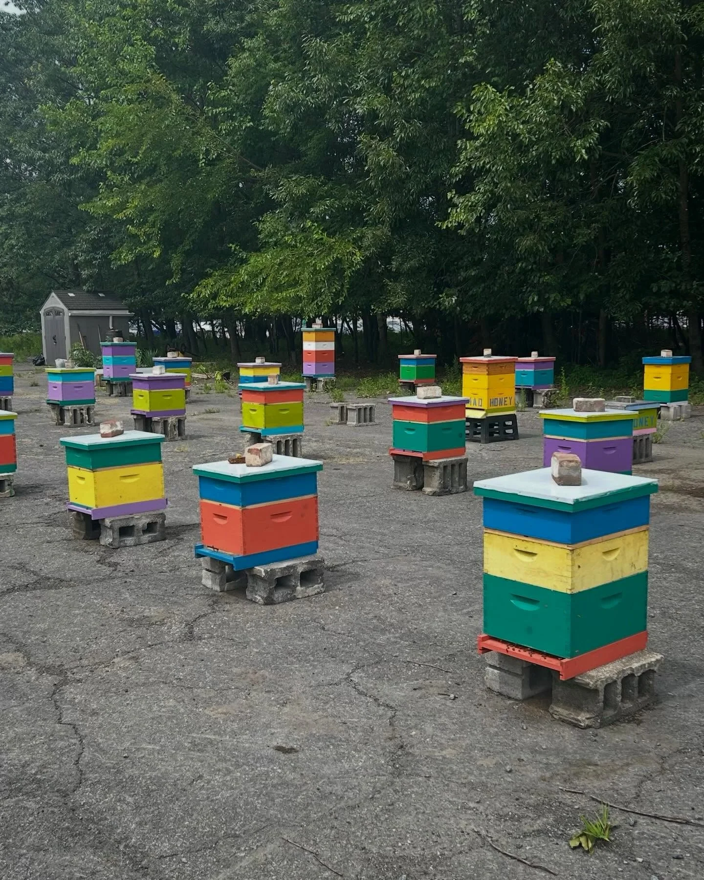 @halfmadhoney trusts our #compost around their #bees with good reason: 

🌿 Studies have found that half of all garden plants sold at big-box stores contain neonicotinoids, systemic pesticides toxic to bees and other pollinators. These chemicals leac