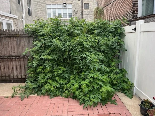 &ldquo;Just wanted to drop you a line and say thanks for providing the compost which had to be the secret sauce to my monster tomato plant. As of today it is still producing fruit and has taken over my yard and is creeping into my neighbors.&rdquo; -