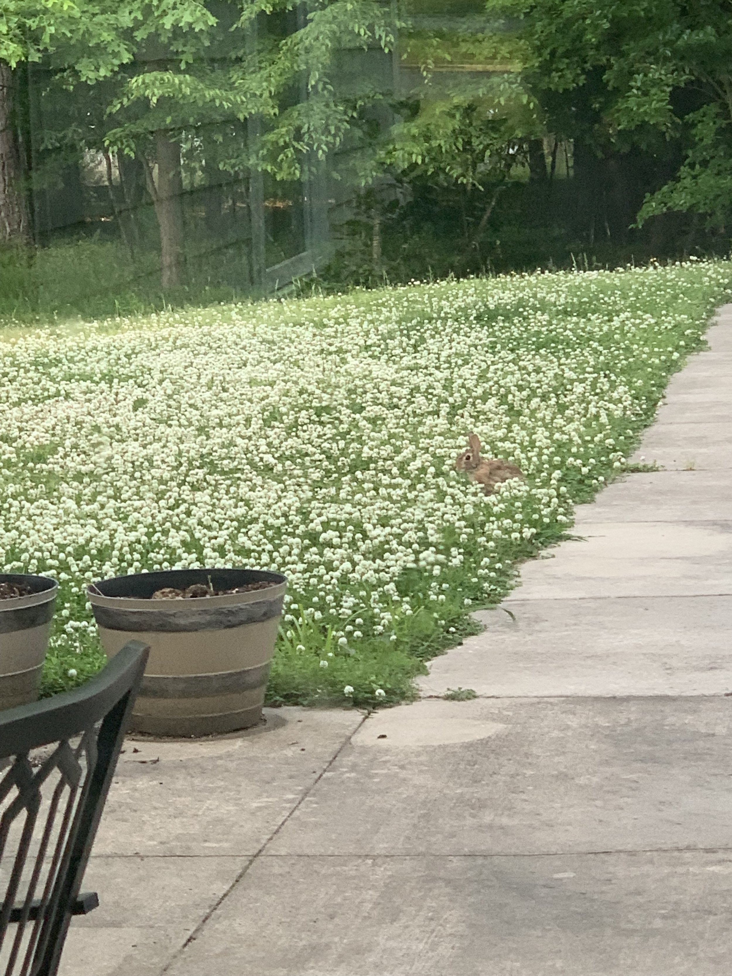 bunny in clover.jpg