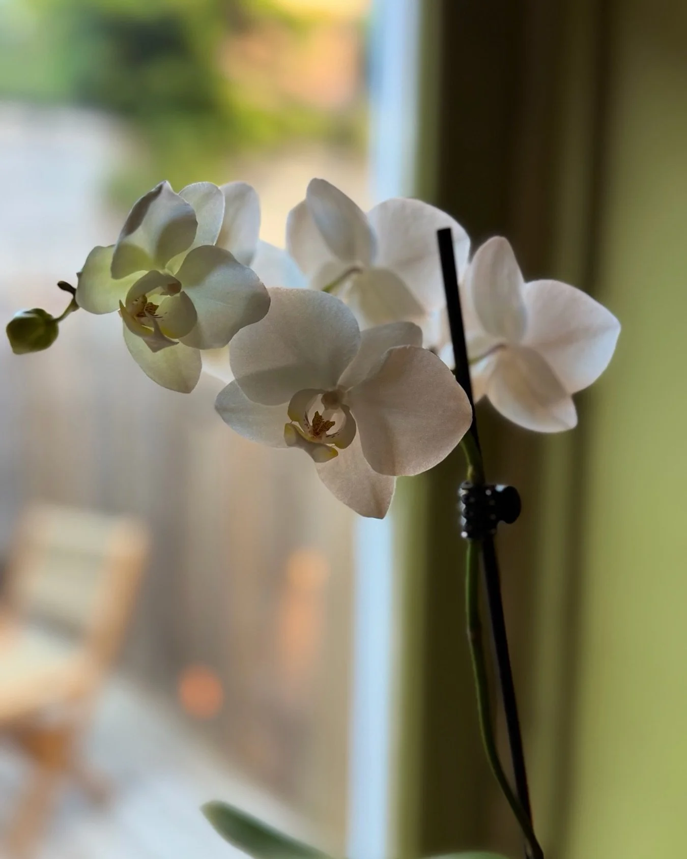 There are a few things that have been here since day one, and this orchid is one of them. 

It was given to us on the very first day Terra opened by the very first client through our doors.

Every summer it blooms again.