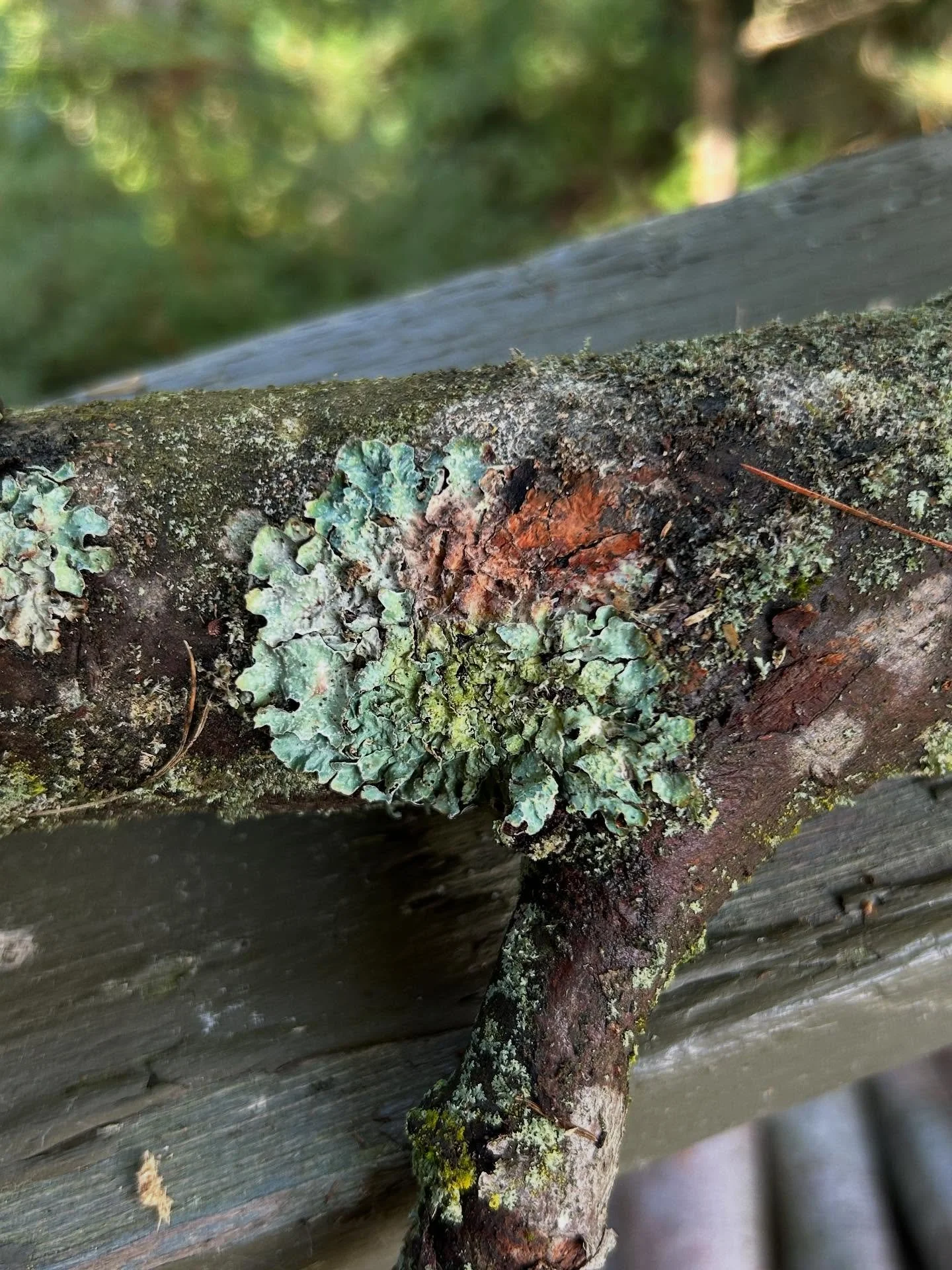 Notes from a woodpile: fungus &amp; lichens galore! I&rsquo;m especially intrigued by the slimy fungus that went from bright red to safety orange as it grew (2nd &amp; 3rd photos).