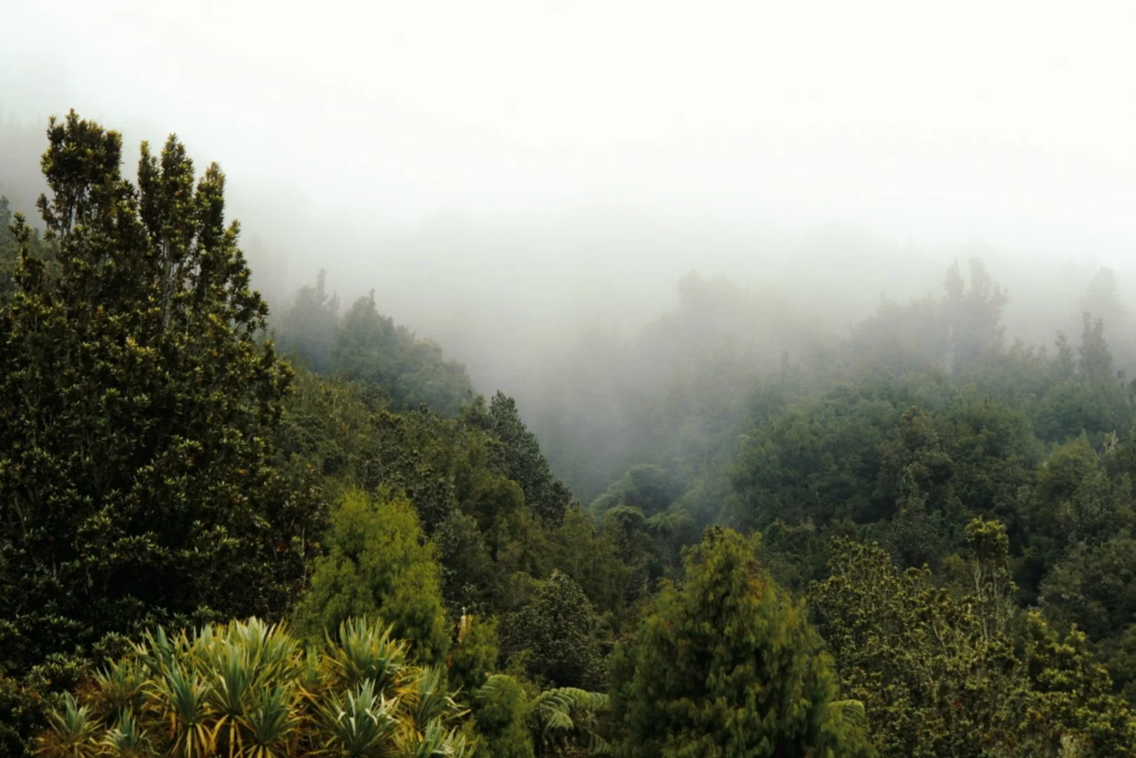 NZ RW 4.jpg