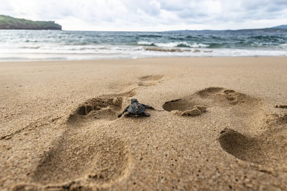 Copy of _Z2A8538.JPG