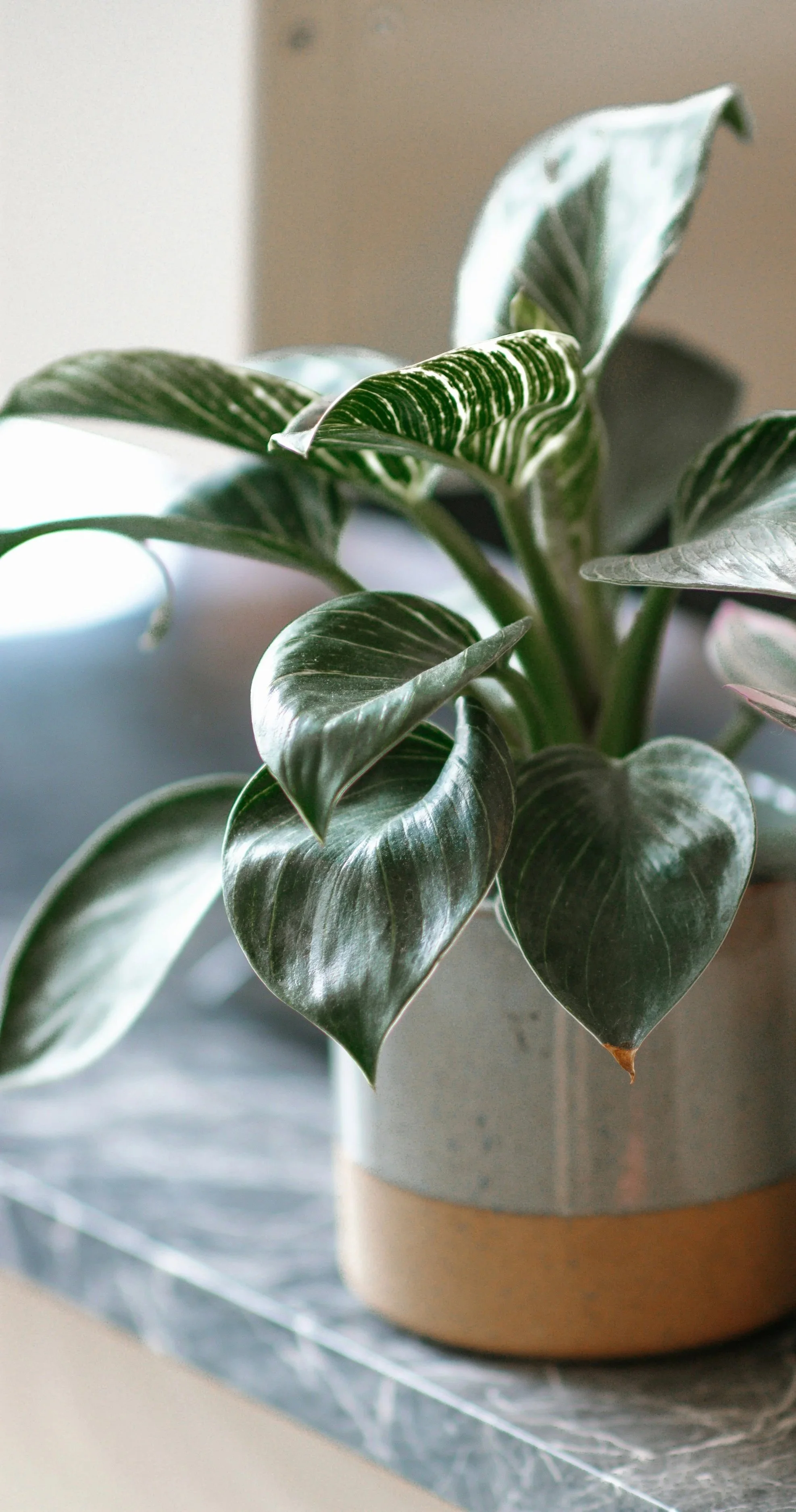 Green houseplant in a ceramic pot on a marble surface in a calm office setting.
