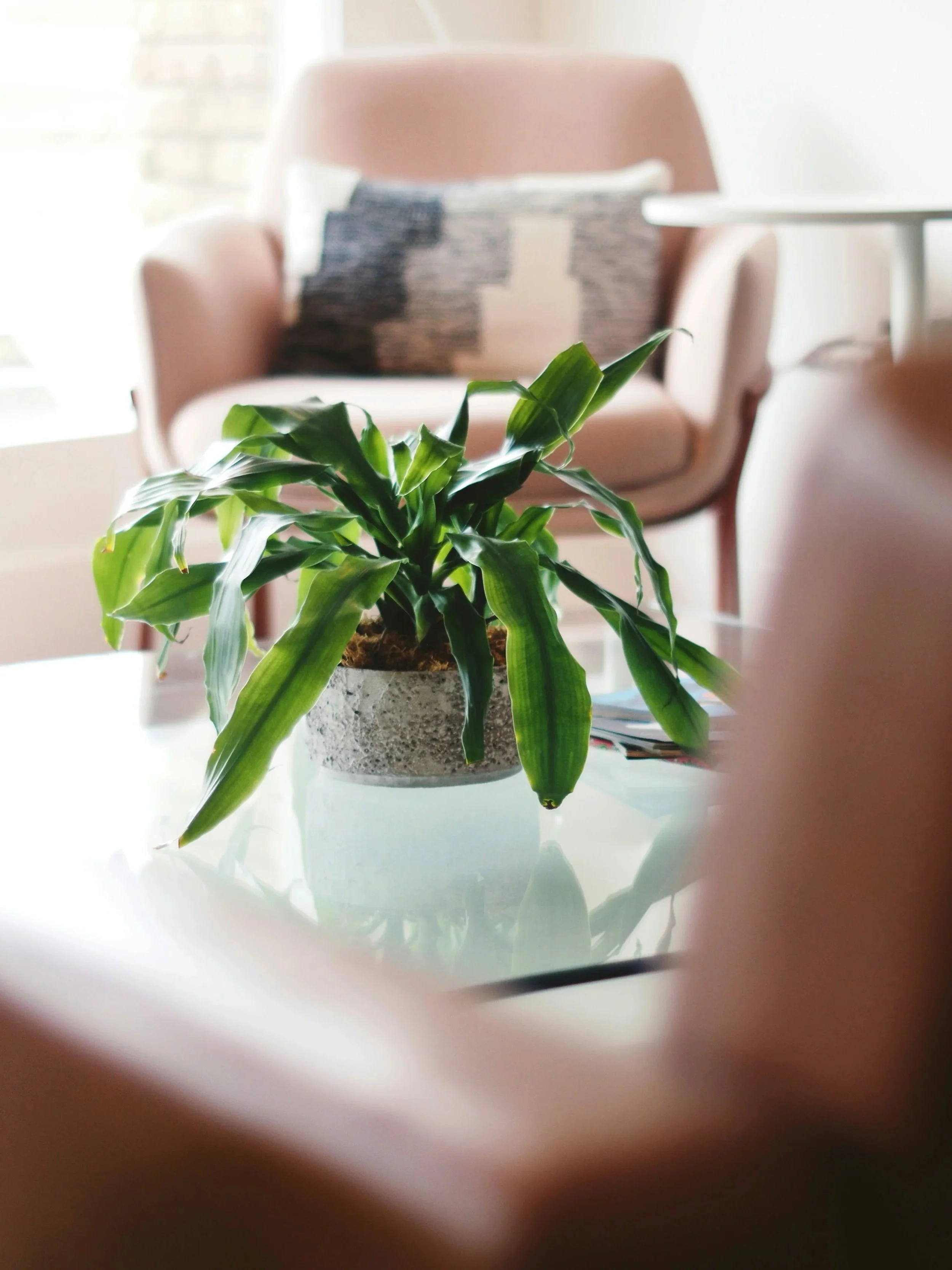Comfortable therapy chair and potted plant in a softly lit office space.