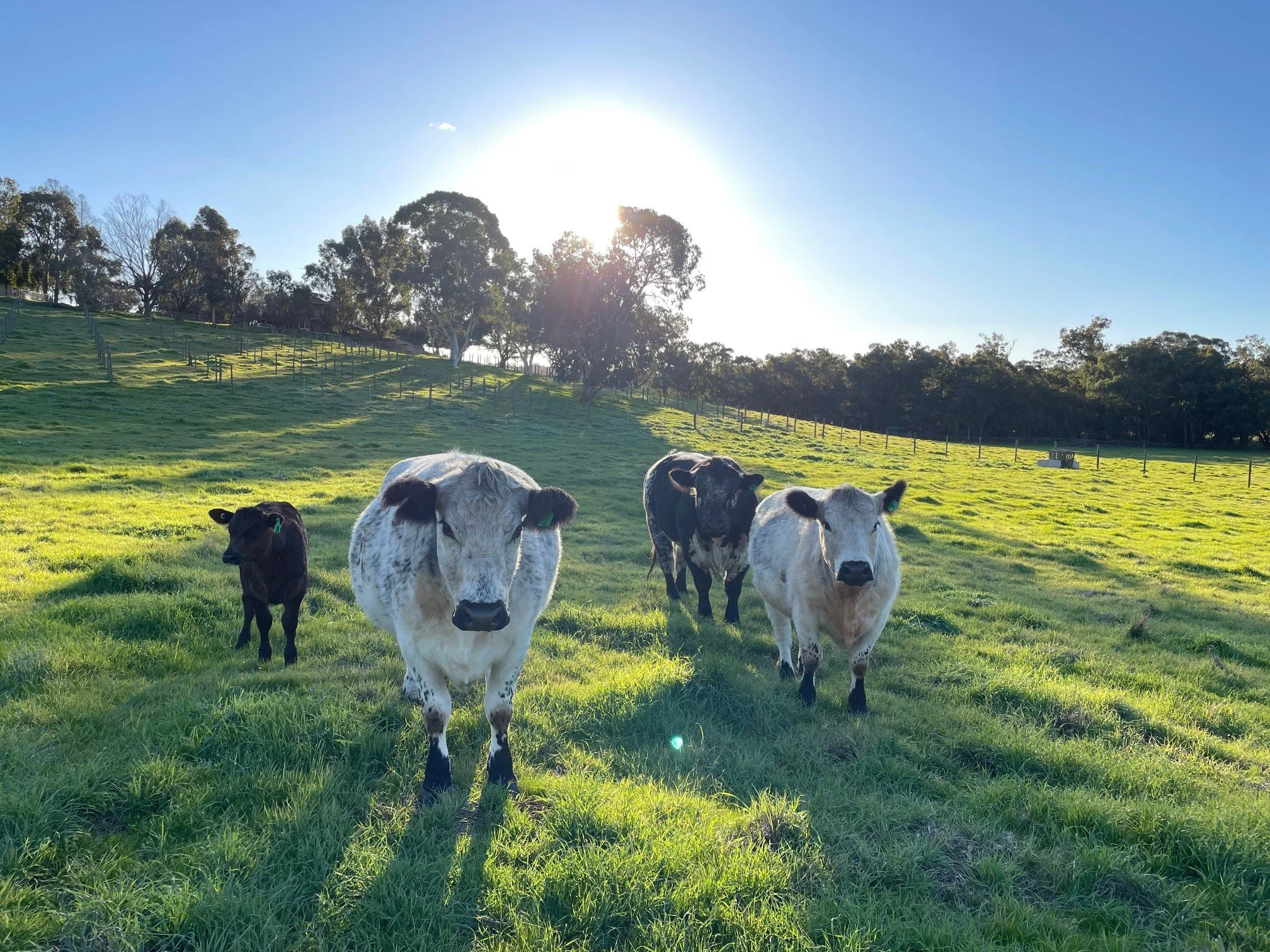 Heading for Home.jpg