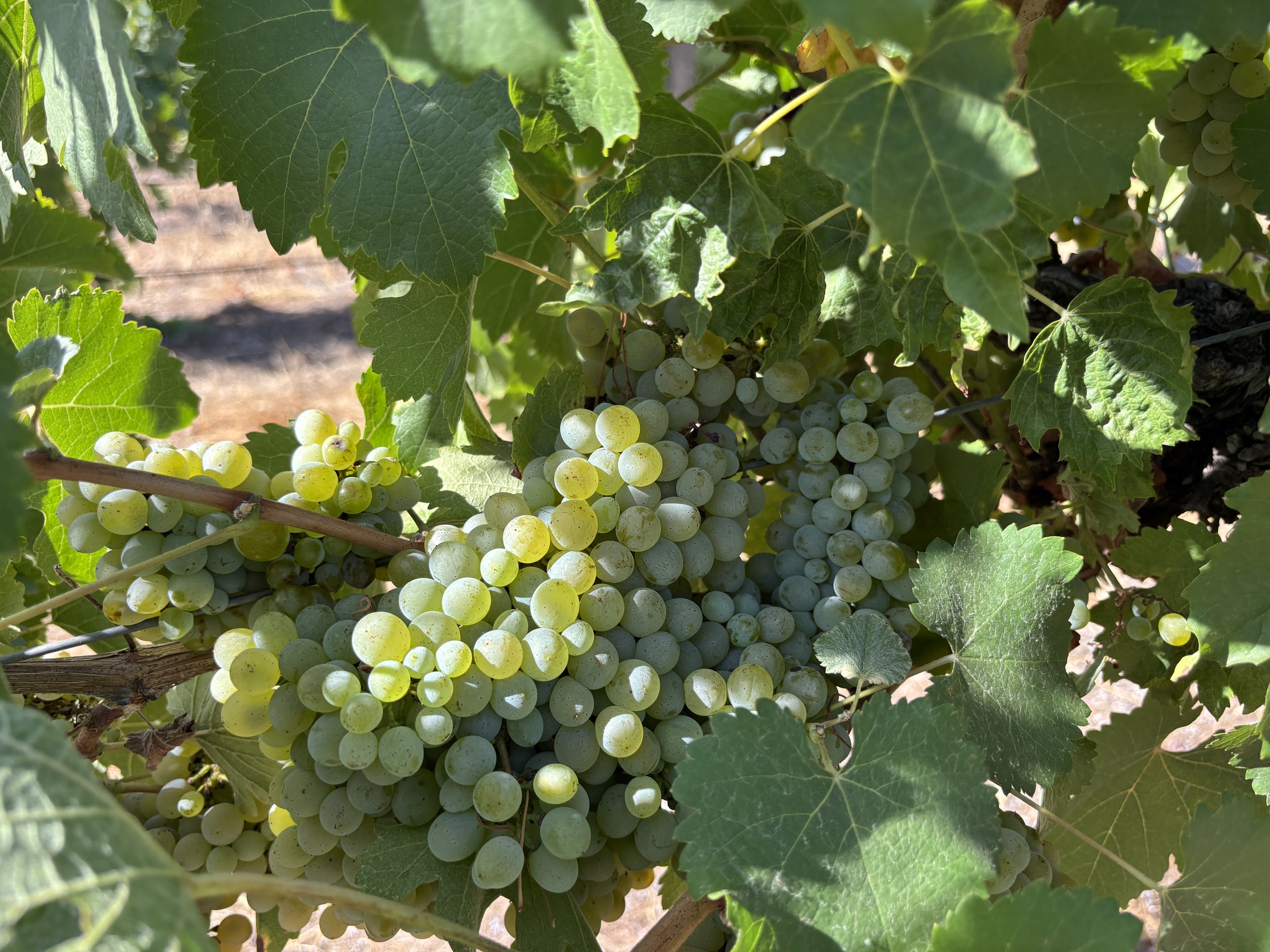 Chenin Grapes.JPG