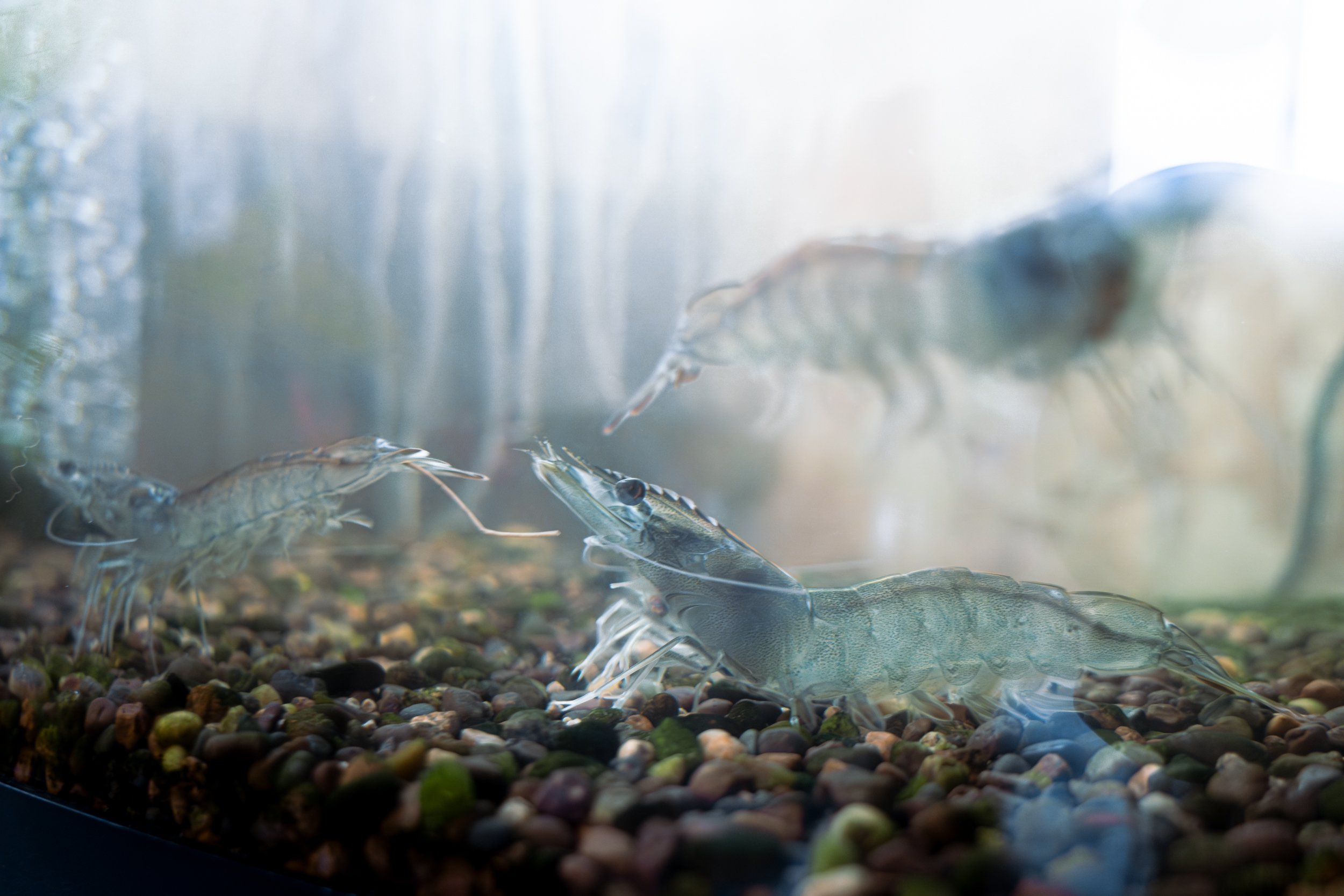 Smidt_MissionValleyShrimp-2.jpg
