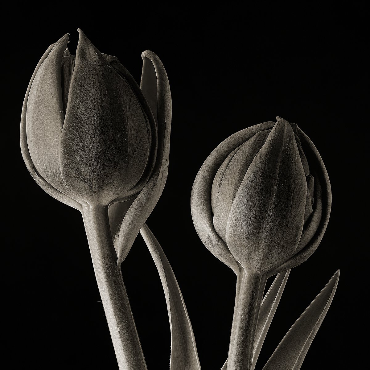 Steven Elphick: "Double Tulip"
