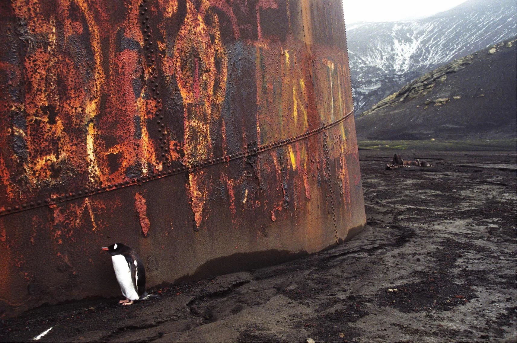 Paul A. Teolis : "Graffiti Penguin" (en anglais)
