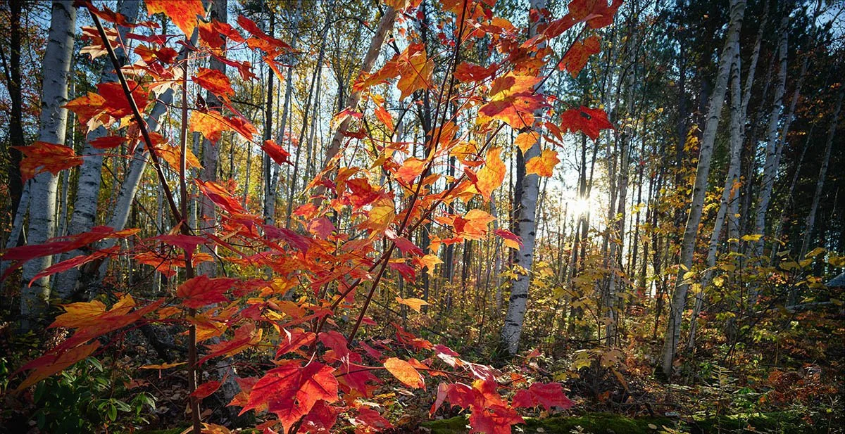 Matthew Plexman : "Lever de soleil d'octobre au camp".