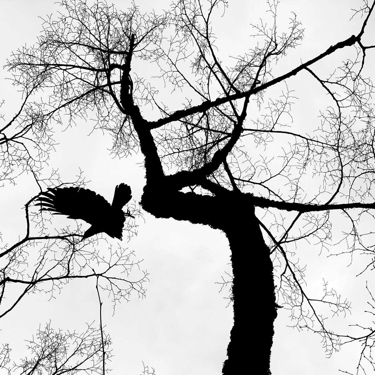 Keith Shaw : "Crow One"