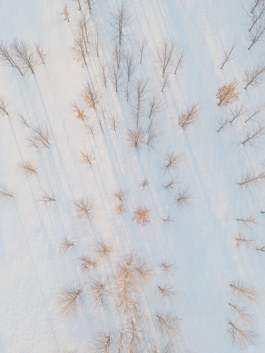Bryon Johnson : "Les arbres vus du ciel" (en anglais)