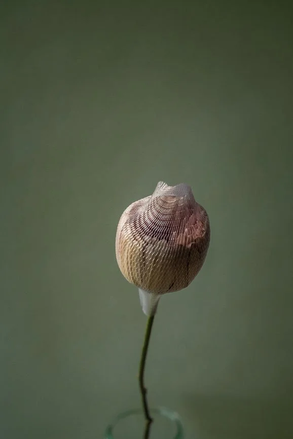 Kamelia Pezeshki : "Le voyage d'une fleur coupée".