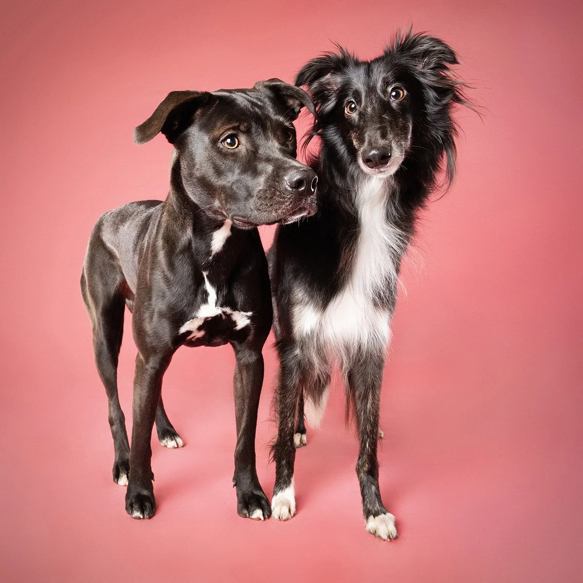 Bettina Strauss : "Besties" (amies)