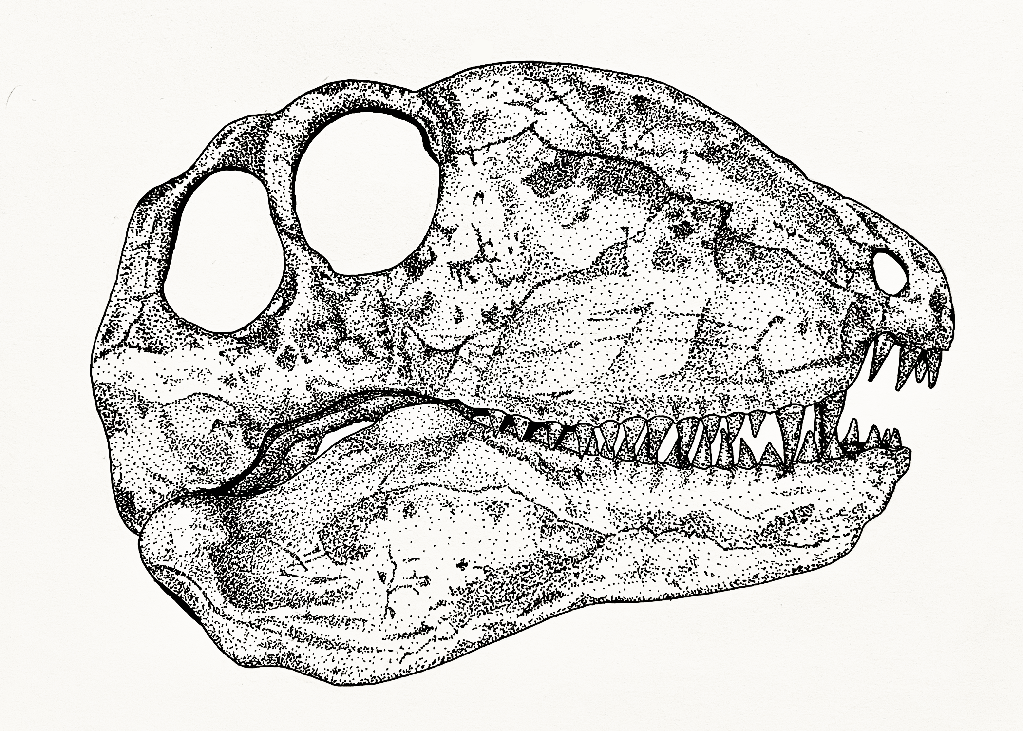 Pen illustration of a Dimetrodon skull.